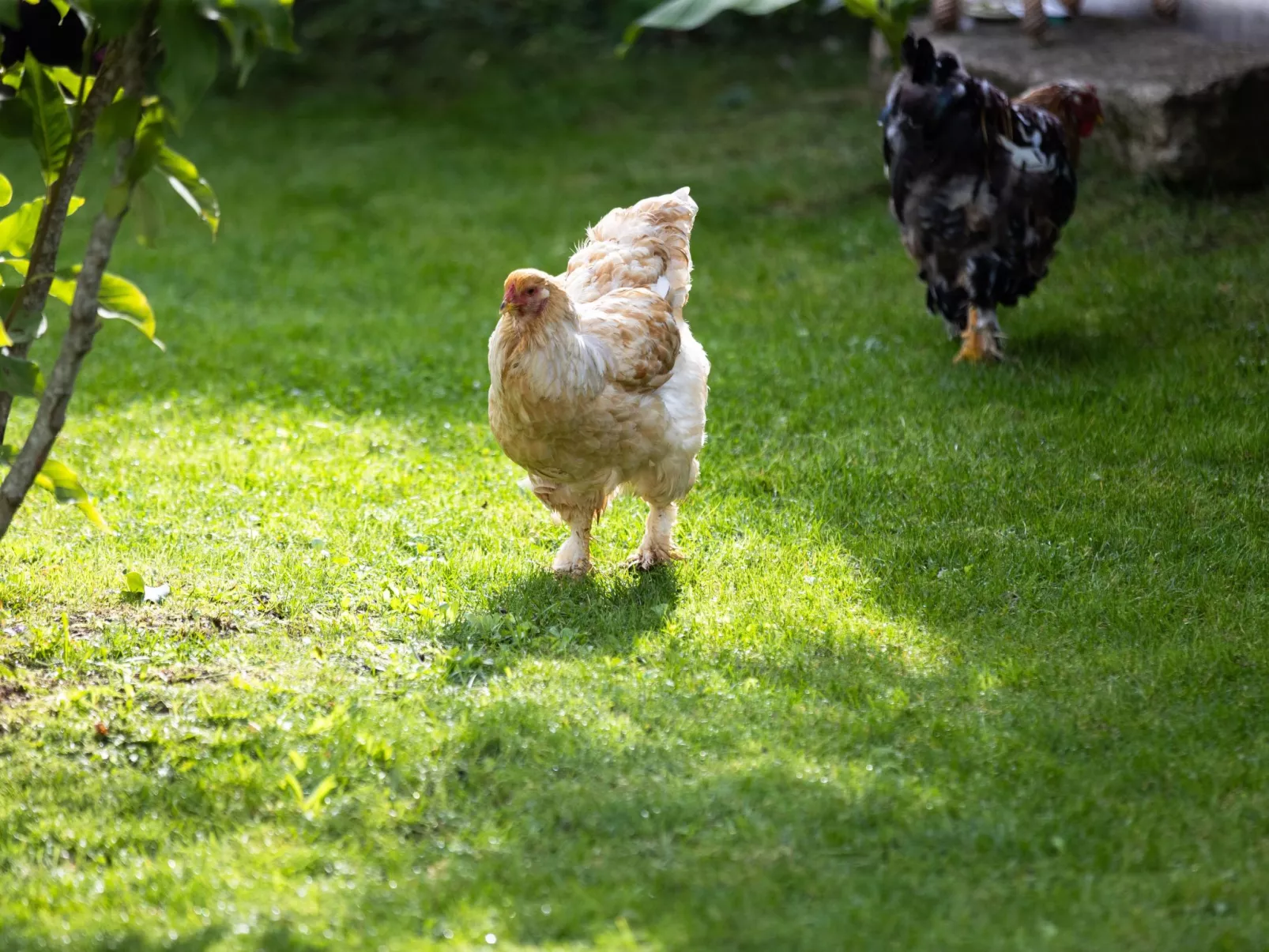 Studio Montgolfières-Draußen