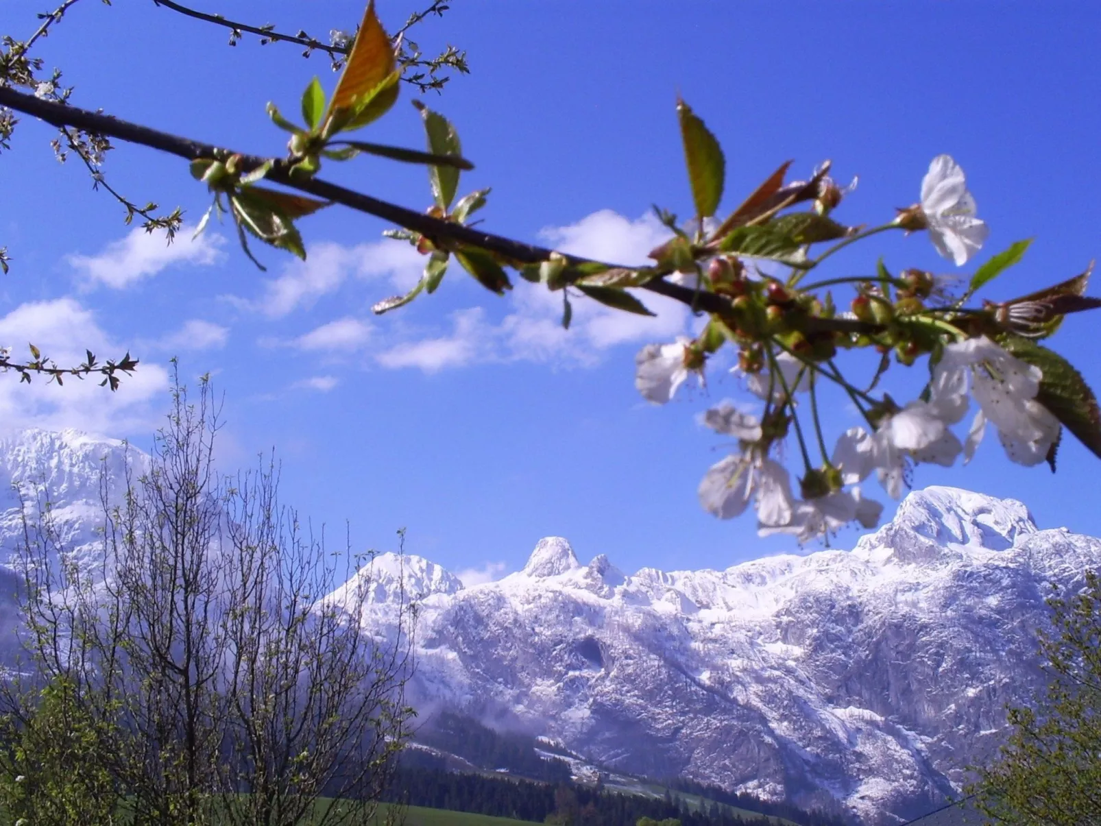 Gsenger in Abtenau-Image-tags.info