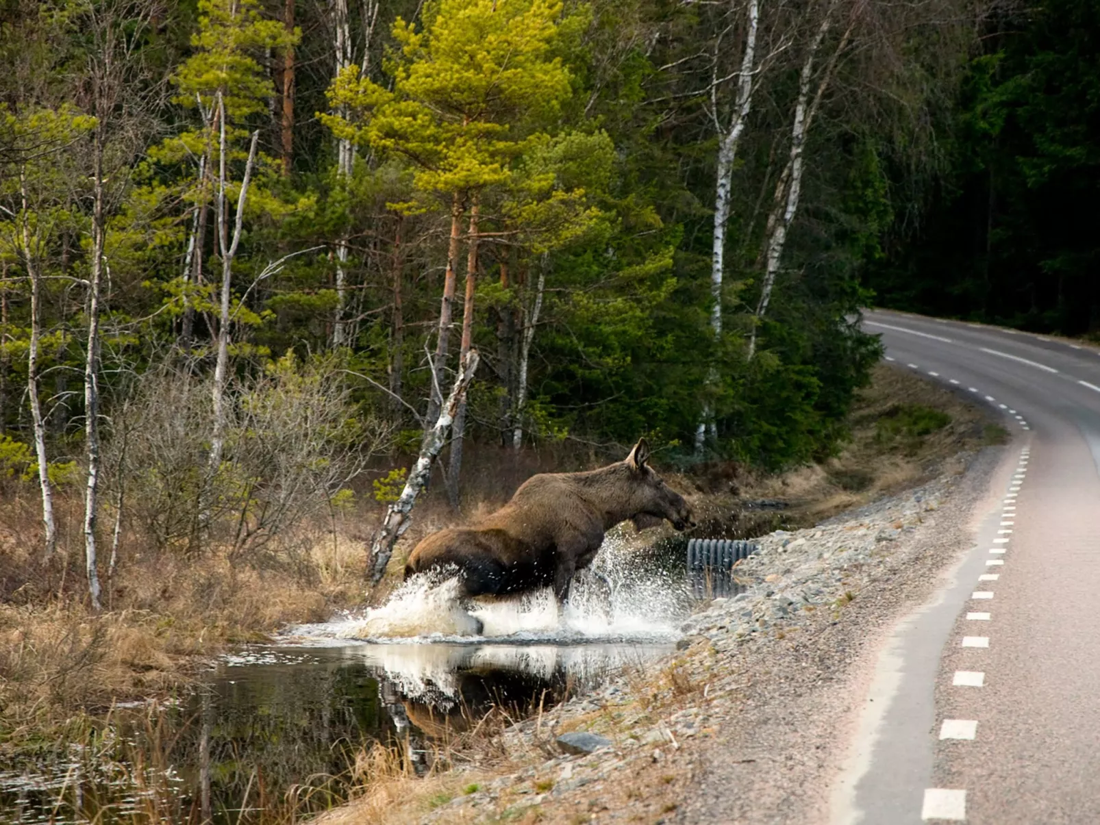 Schwedisches Glück, zwischen Wäldern und einem See-Outside