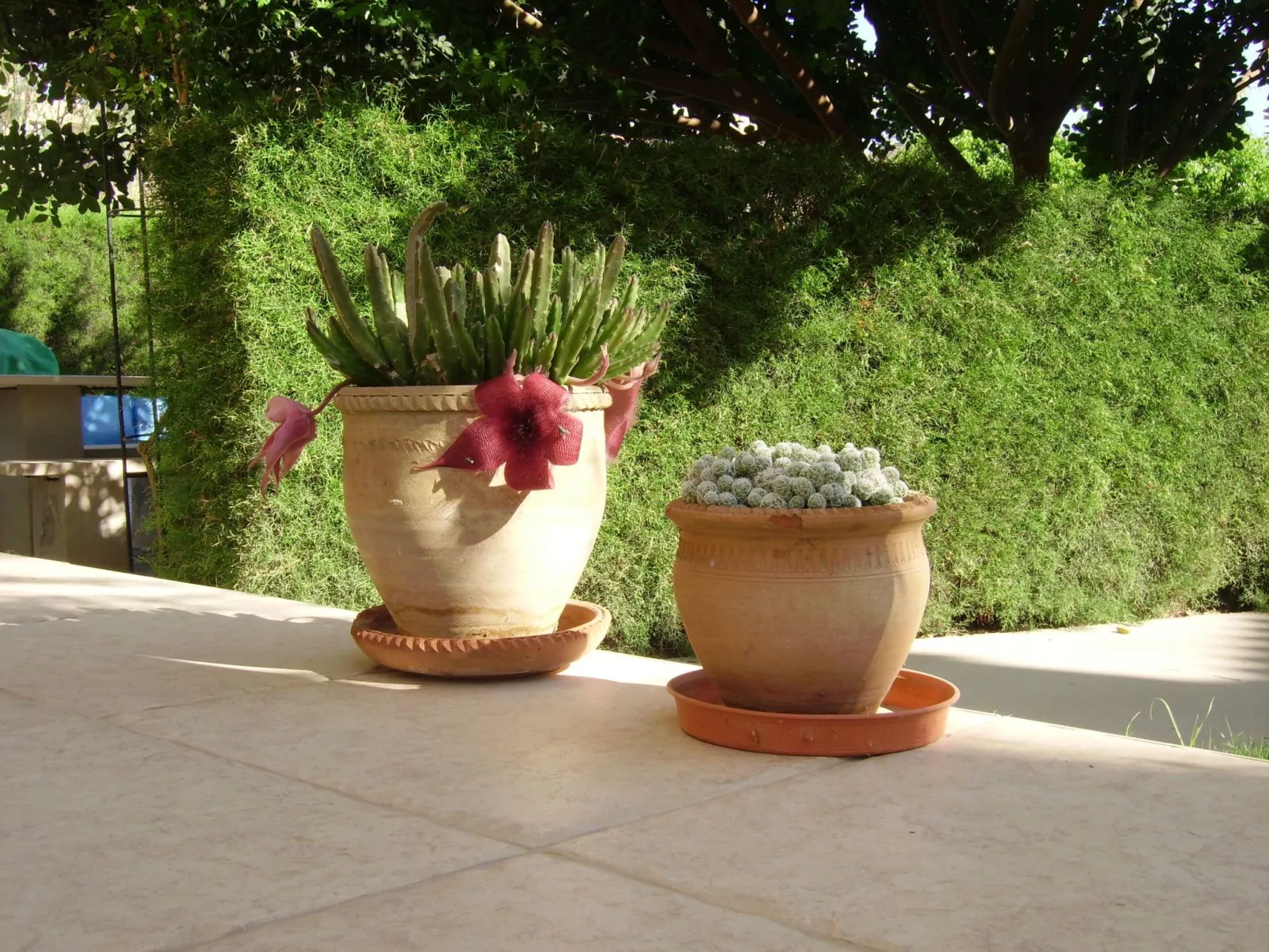 Kissonerga Apartment-Dehors