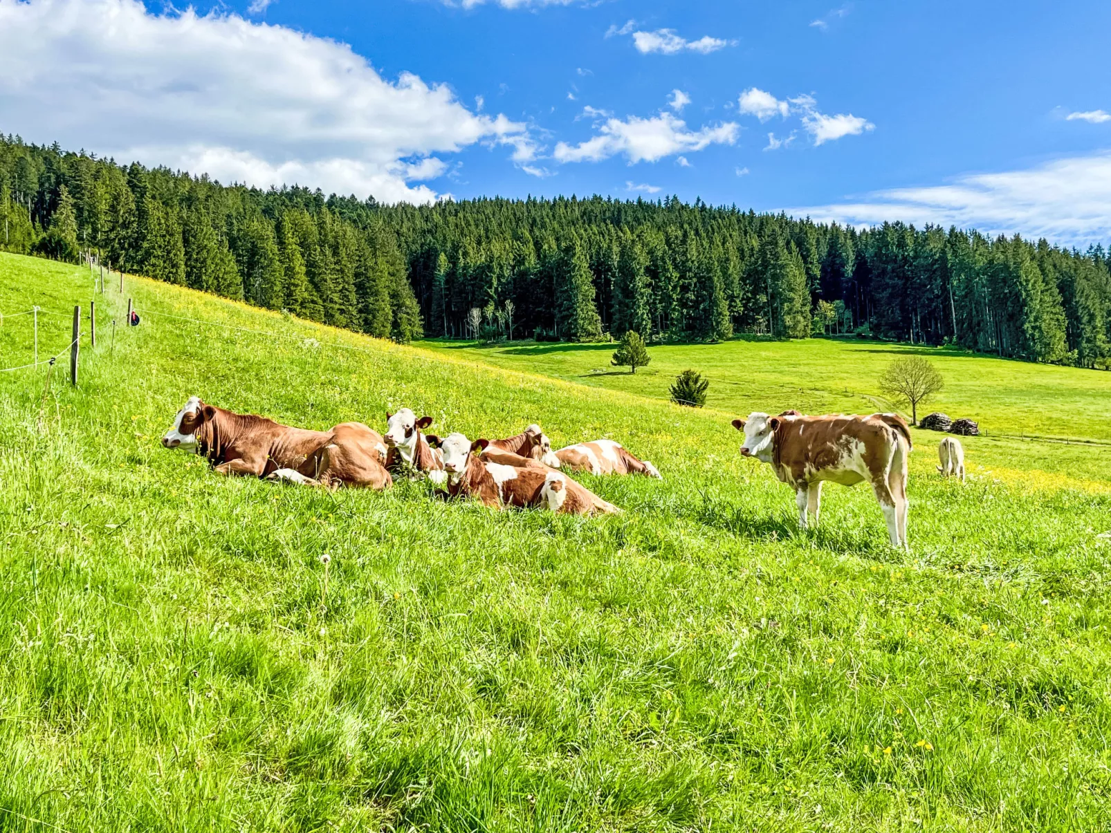 Fichtenstueble-Umgebung