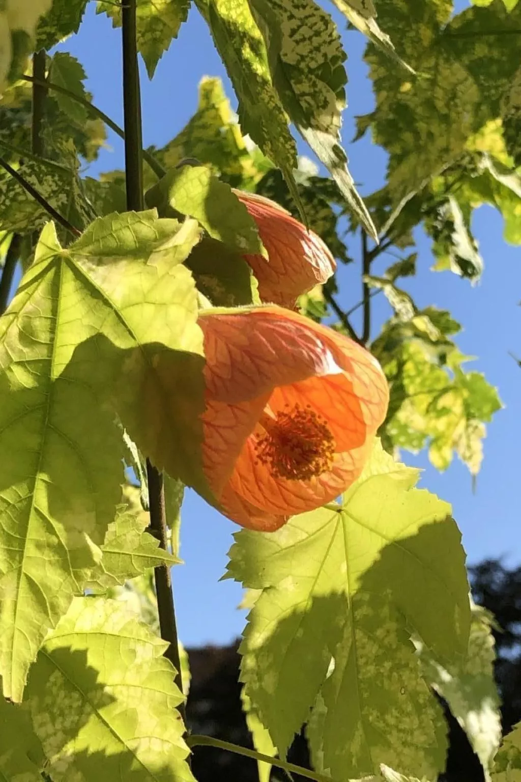 Casa Blumer - Villa mit 1200m2 Garten-Image-tags.info