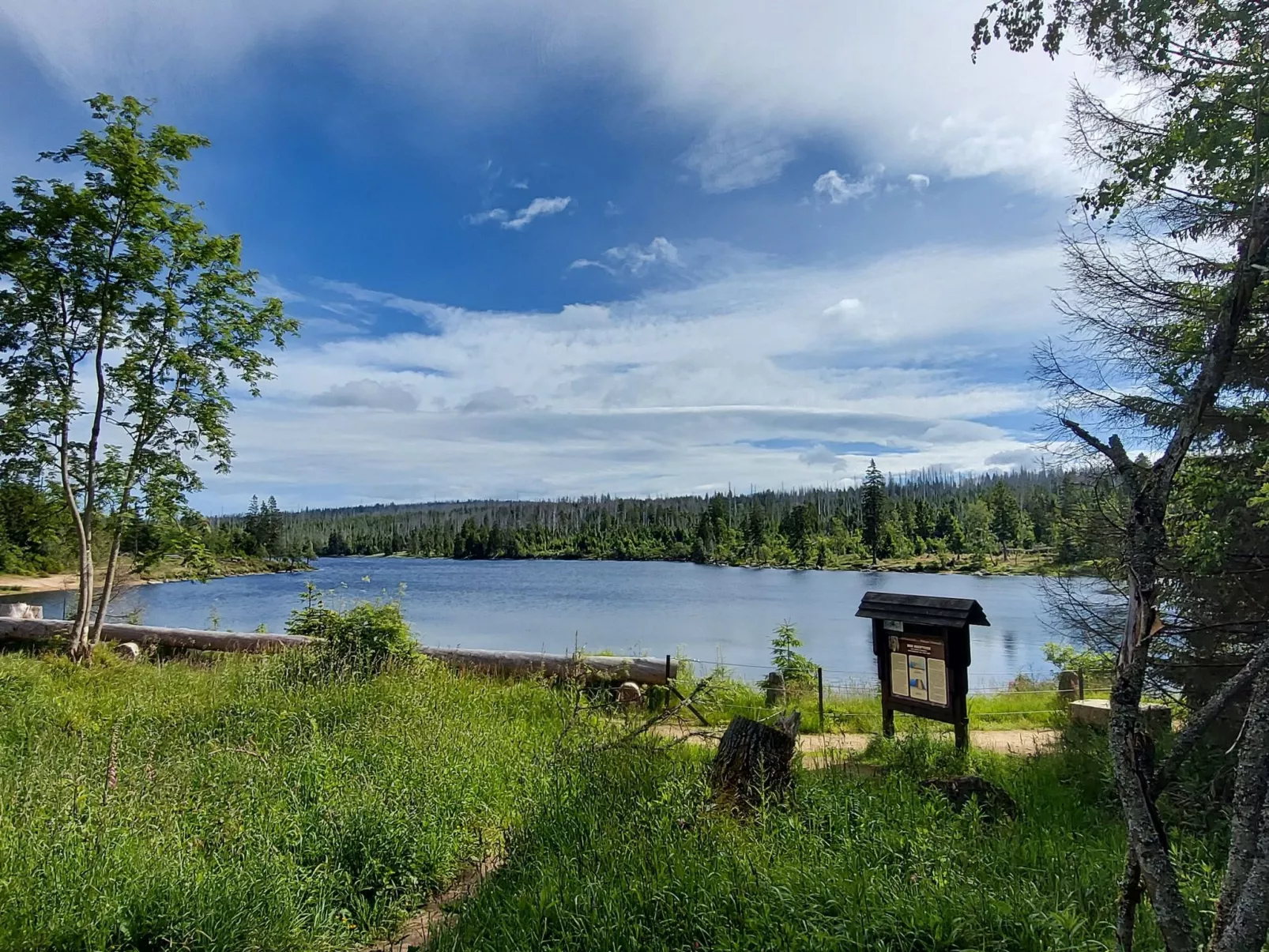 Wanderfalke II-Draußen