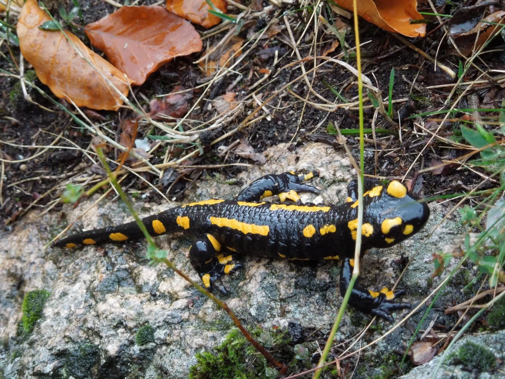 Blockhaus Bodefall-Dehors