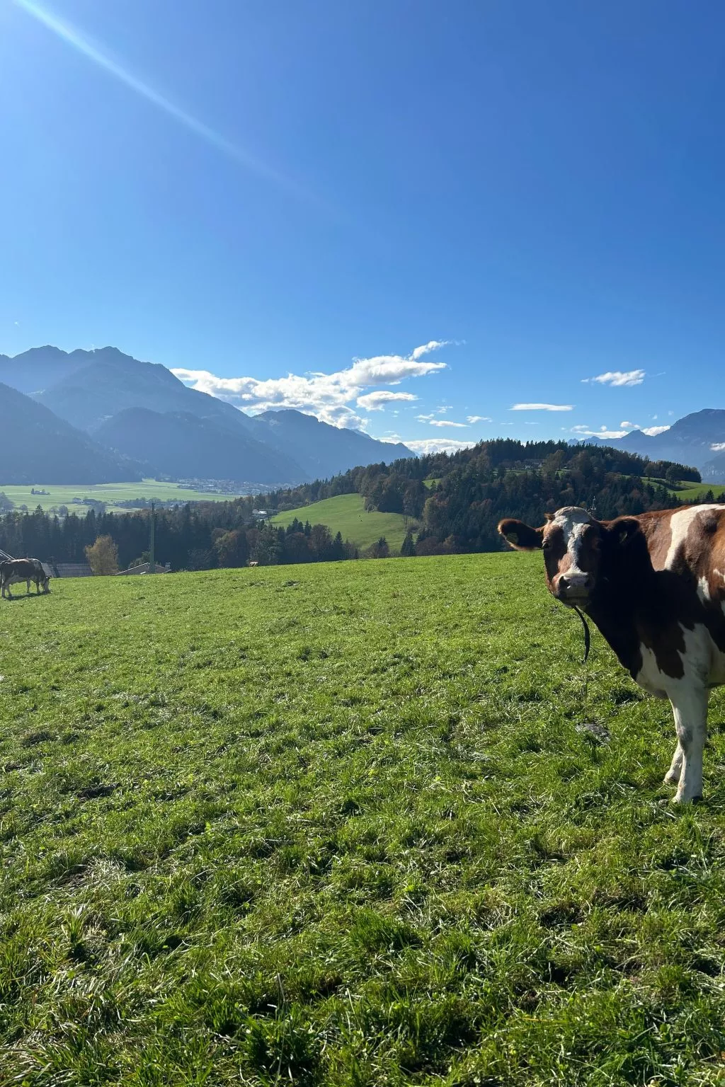 Wimmerhof - Appartement Bergsonne-Outside