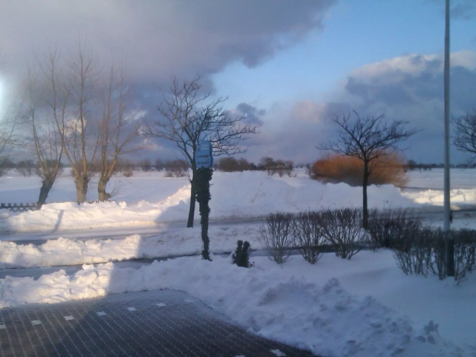 Zwergmöwe in Neue Tiefe-Inside