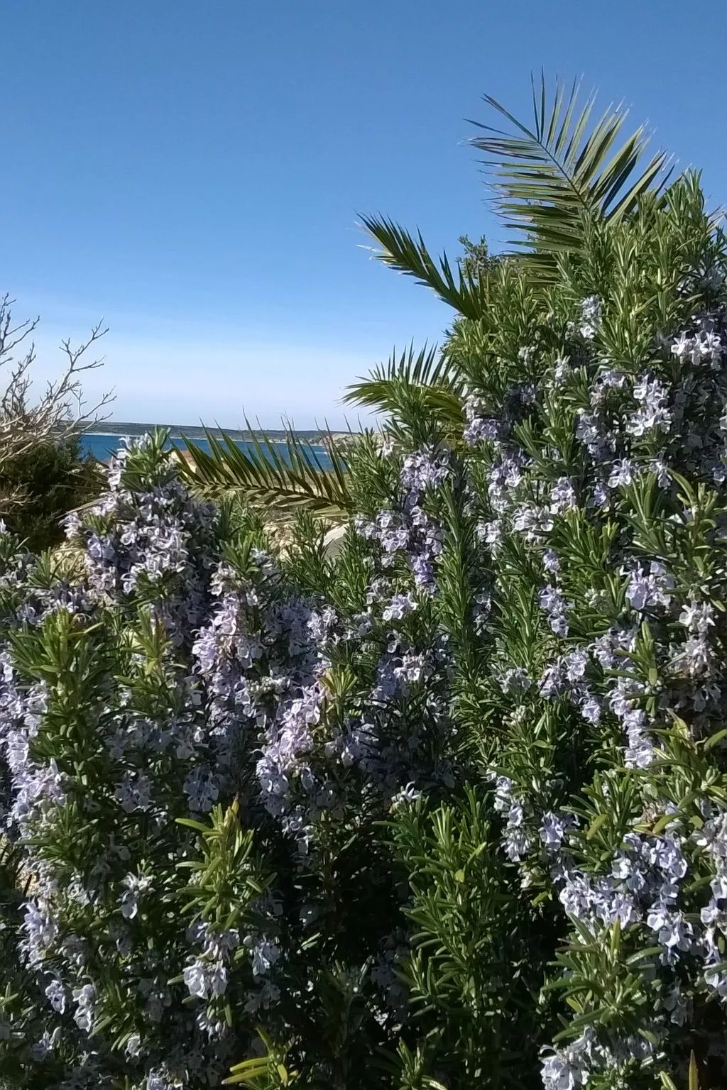 Apartment mit Meerblick-Dehors