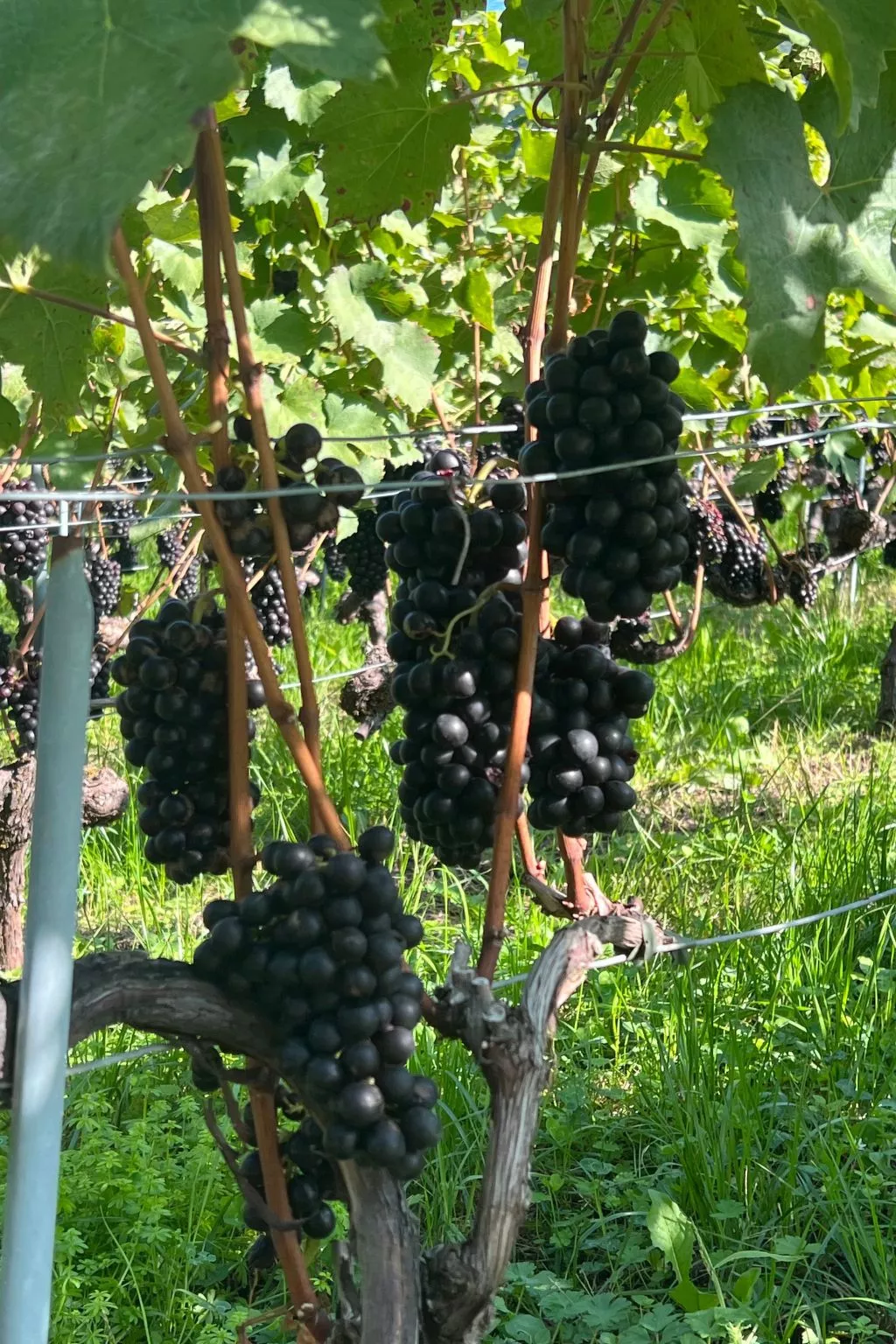 Vigneronne, Vigne-Image-tags.info