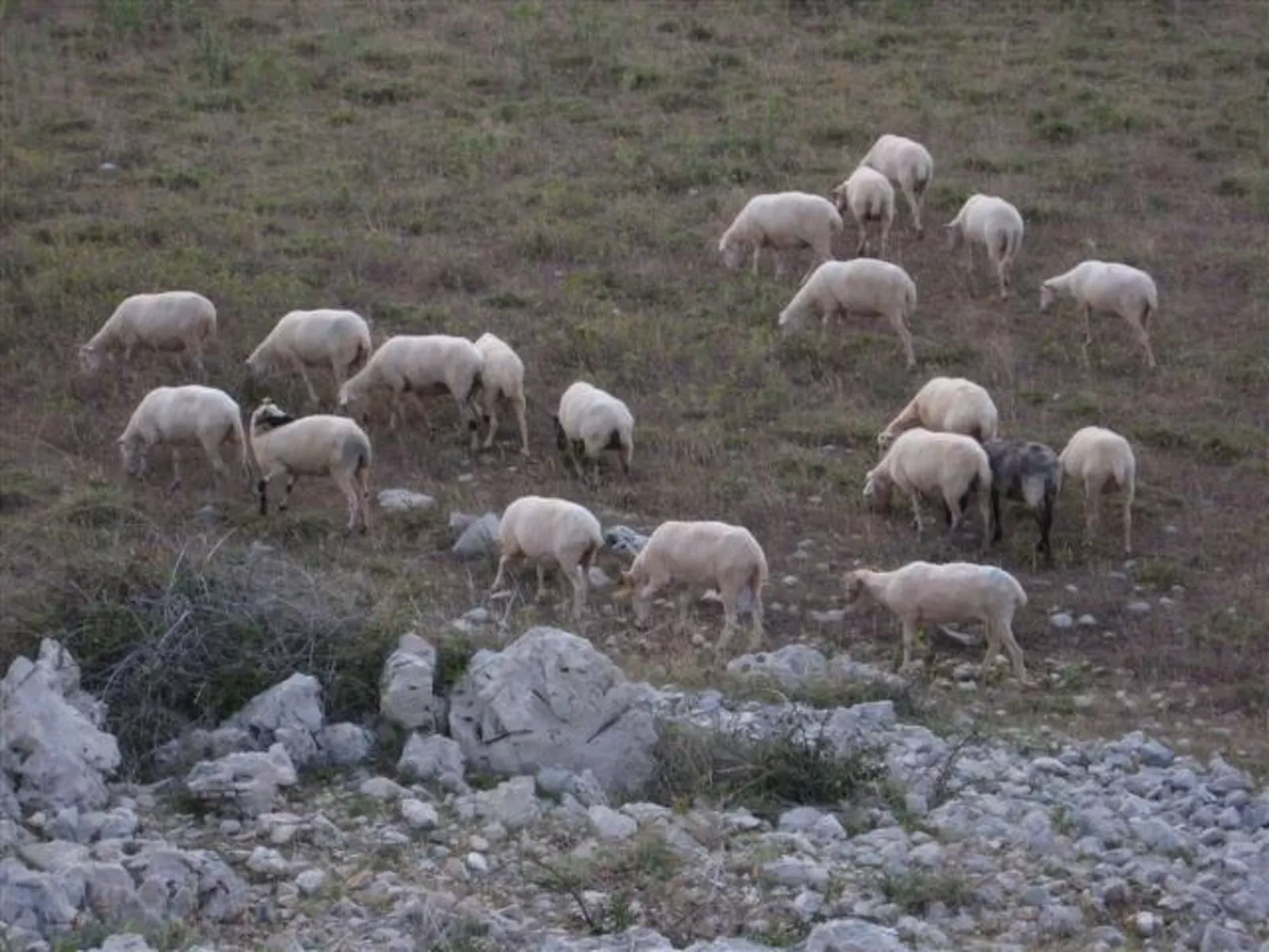 In Novalja mit Privatem Pool-Inside