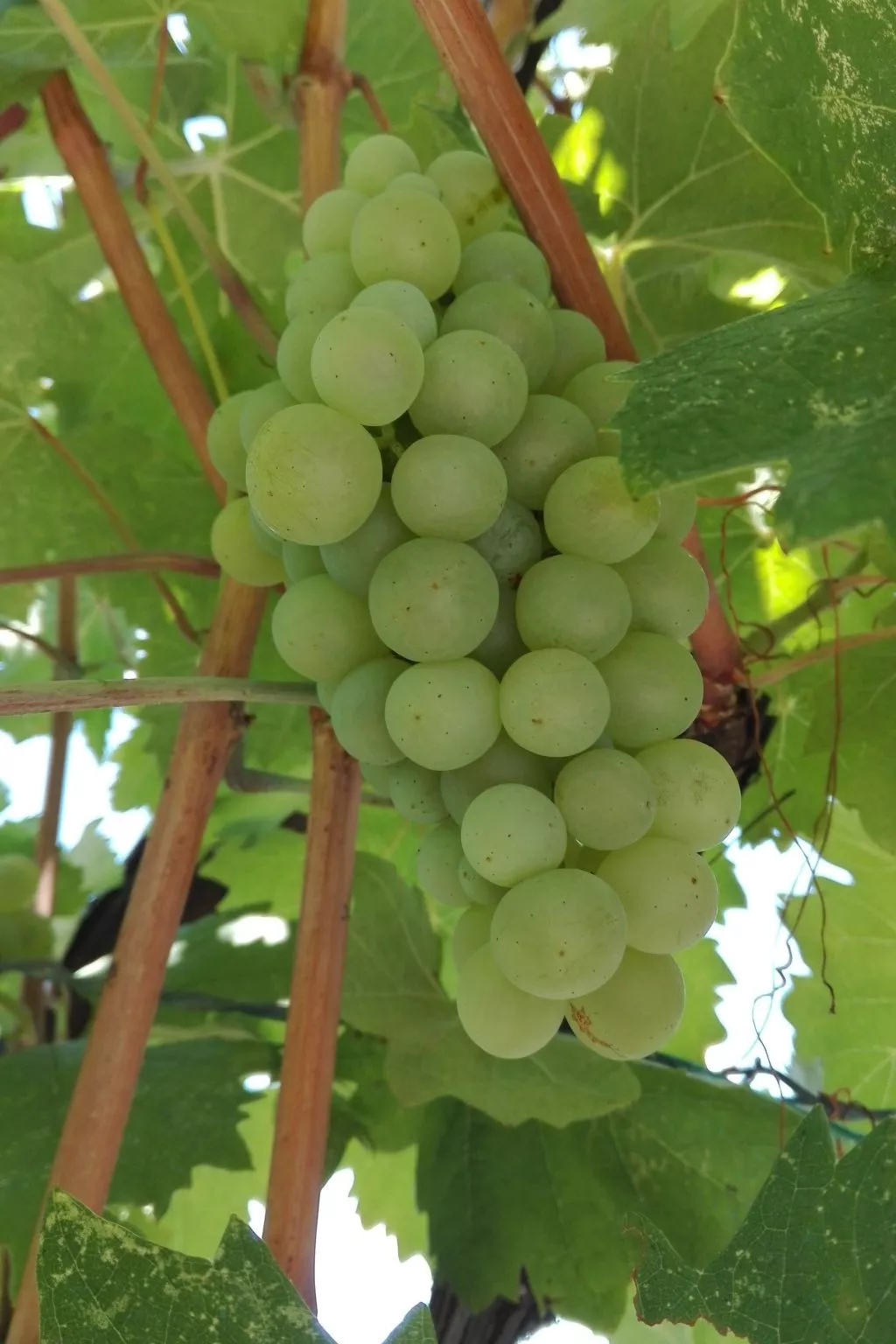 Wohnung mit Balkon und Meerblick-Drinnen