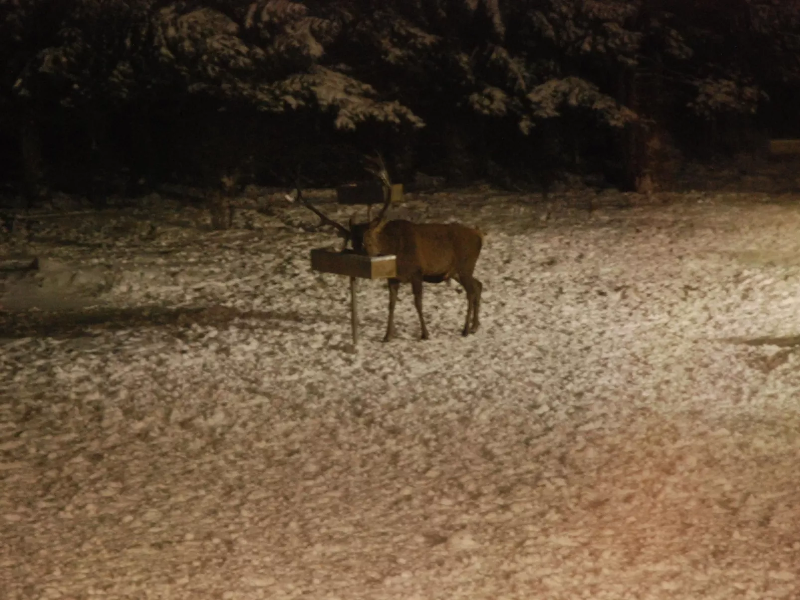 Wohnung in Bad Harzburg mit Garten-Outside