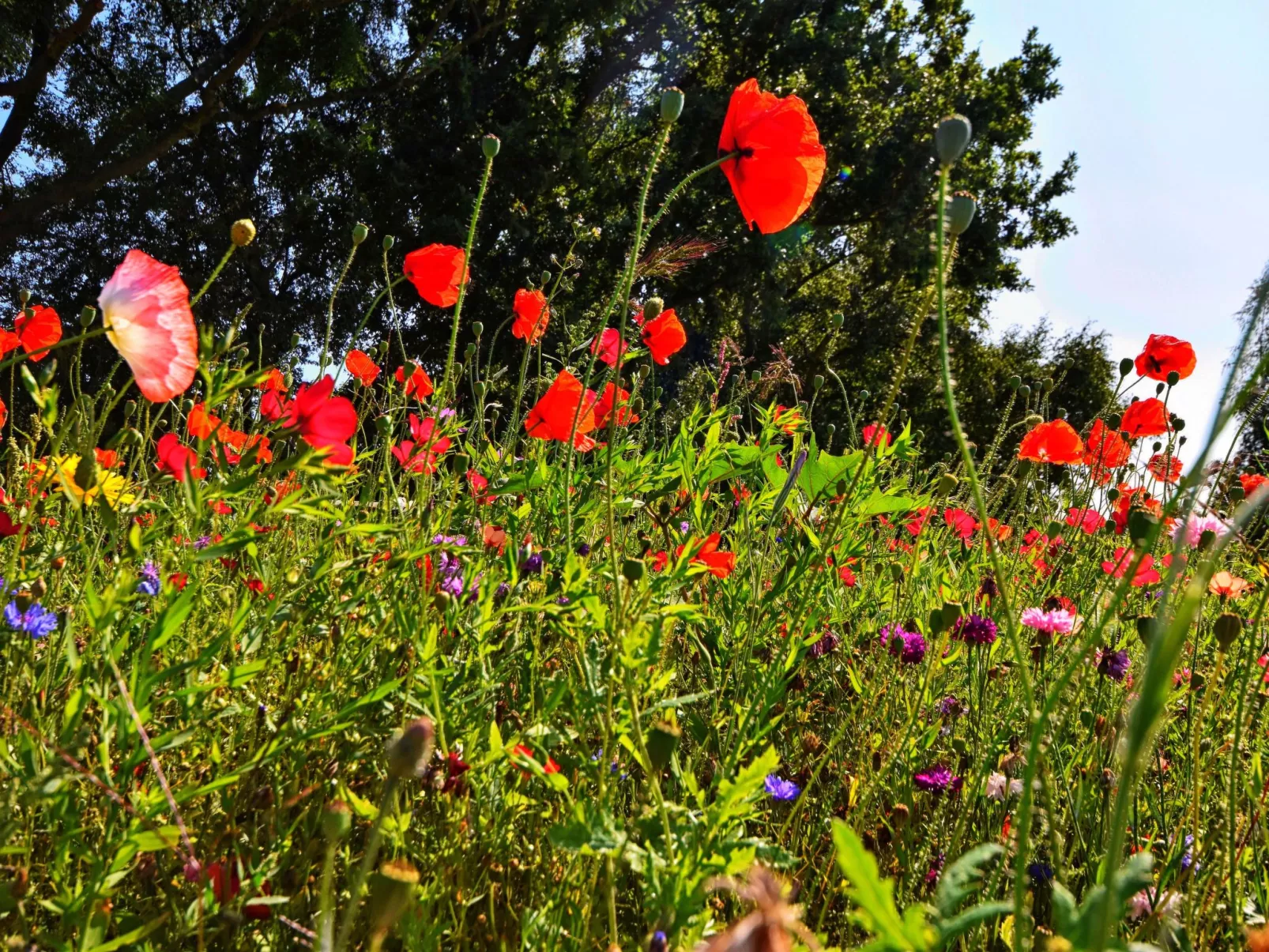 Familiäres, charmantes Appartement in Zingst-Drinnen