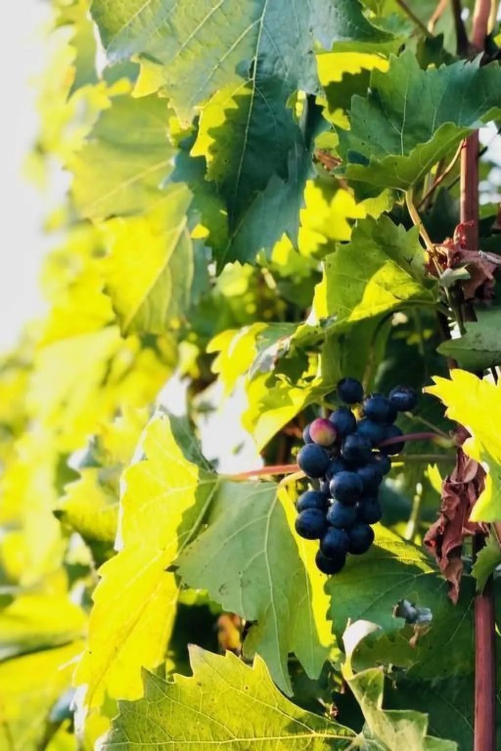 Chalet Mon Refuge St. Barbara, Leuk-Inside