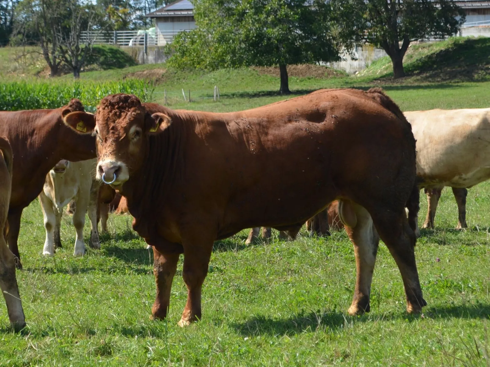 Wohnung "Bellevue"-Outside