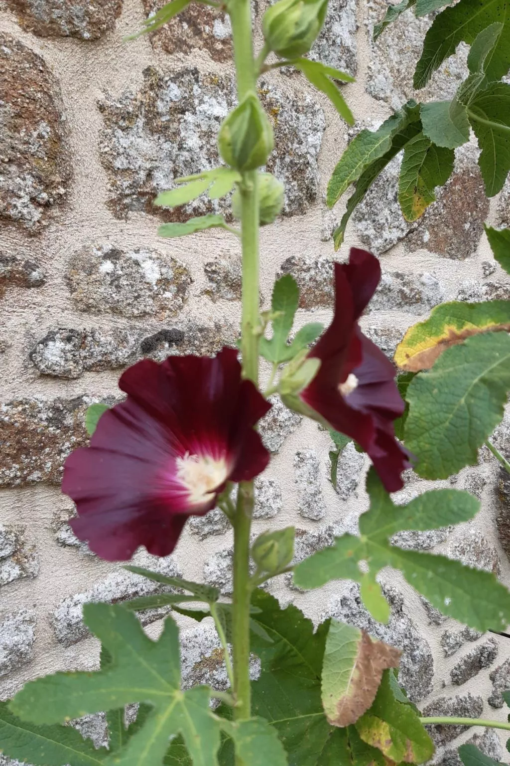 Finca "Motje" mit Aussicht-Draußen