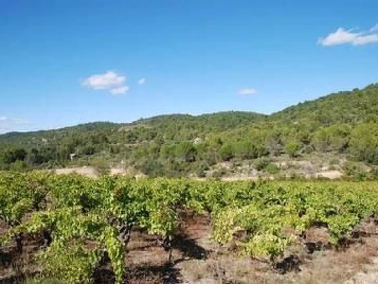 Die kleine Zikade-Drinnen