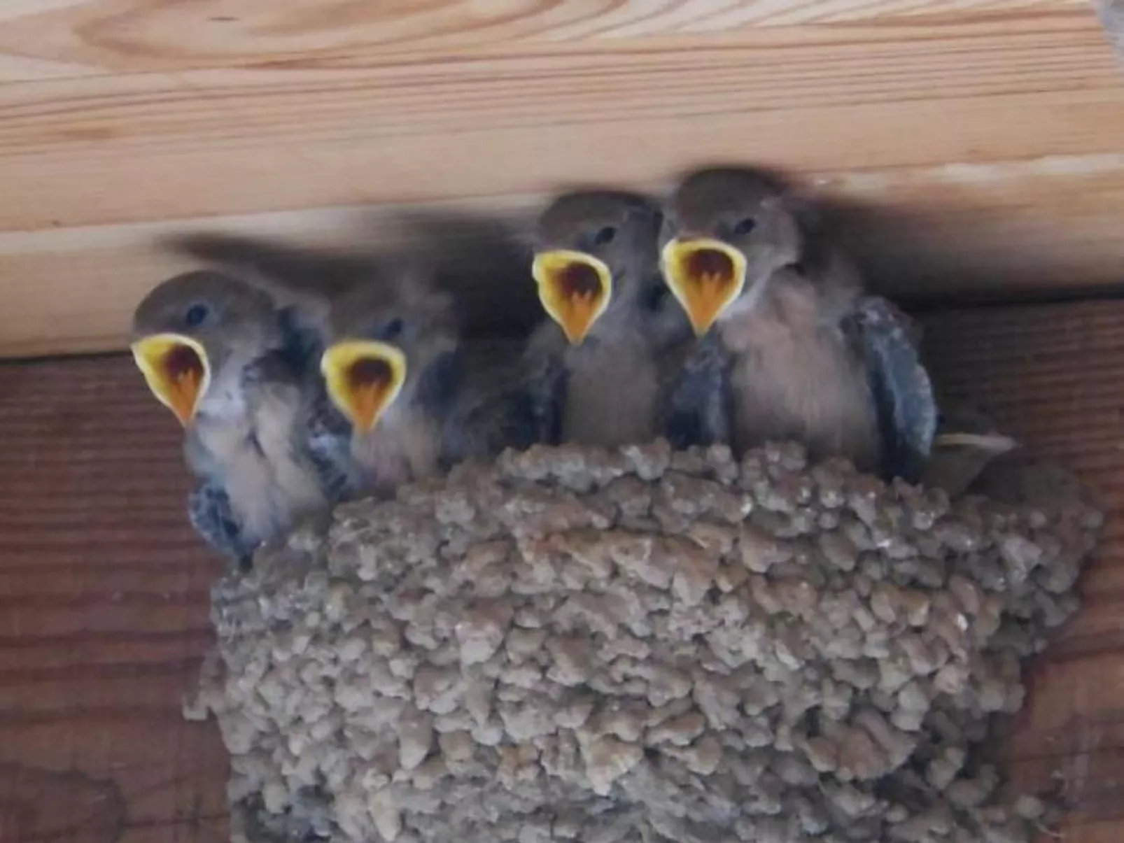 Gîte de Chapelèche Les Châtaigniers für 7 Pers.-Dedans