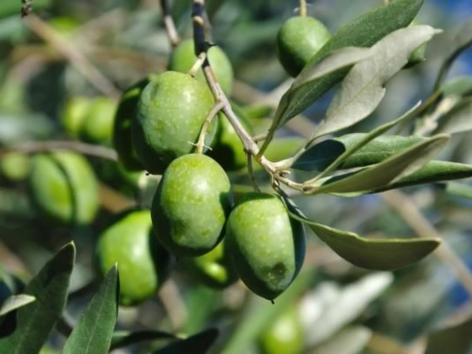 "Haus der Olivenbäume"-Inside