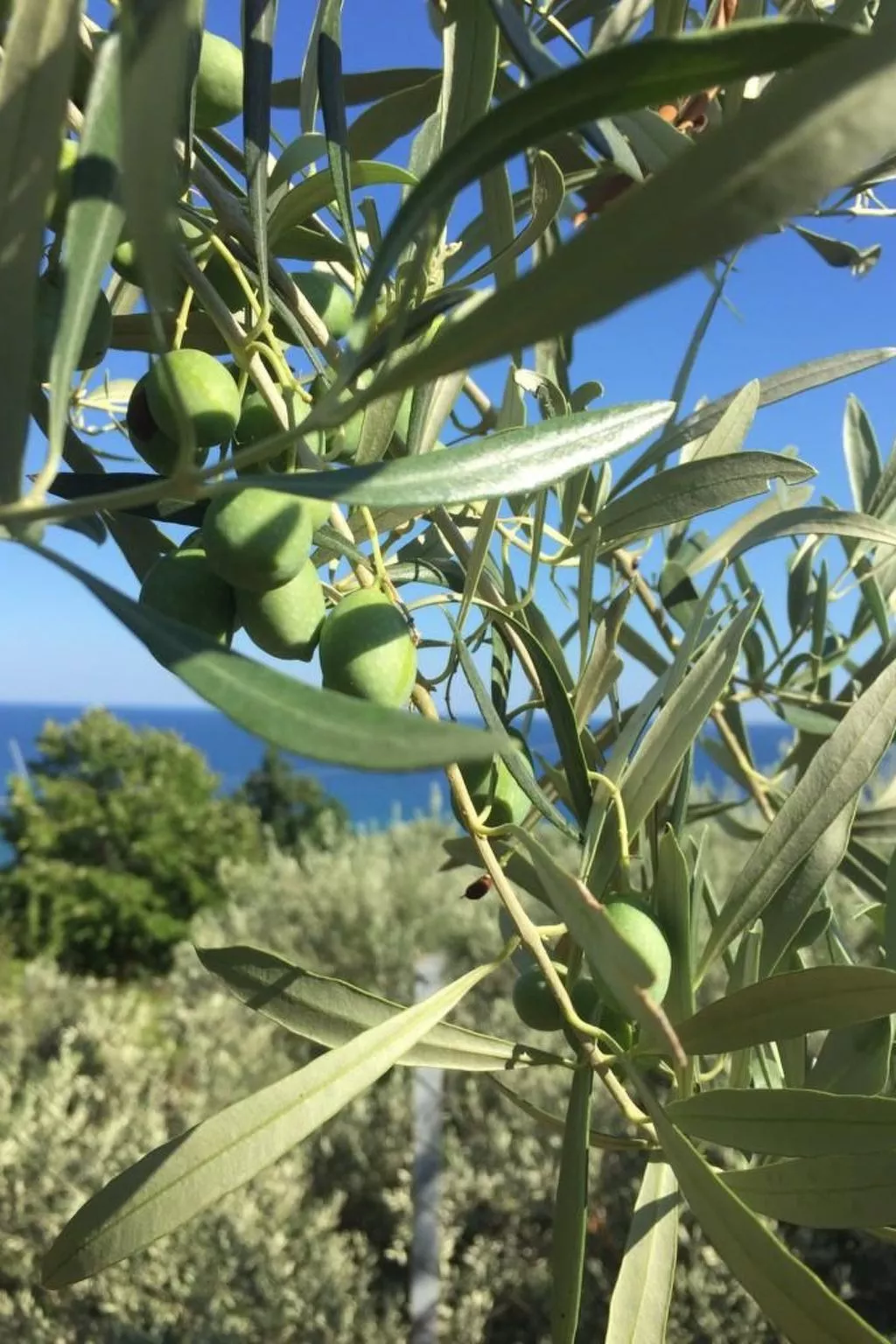 Olivia Sea Cottage-Dehors