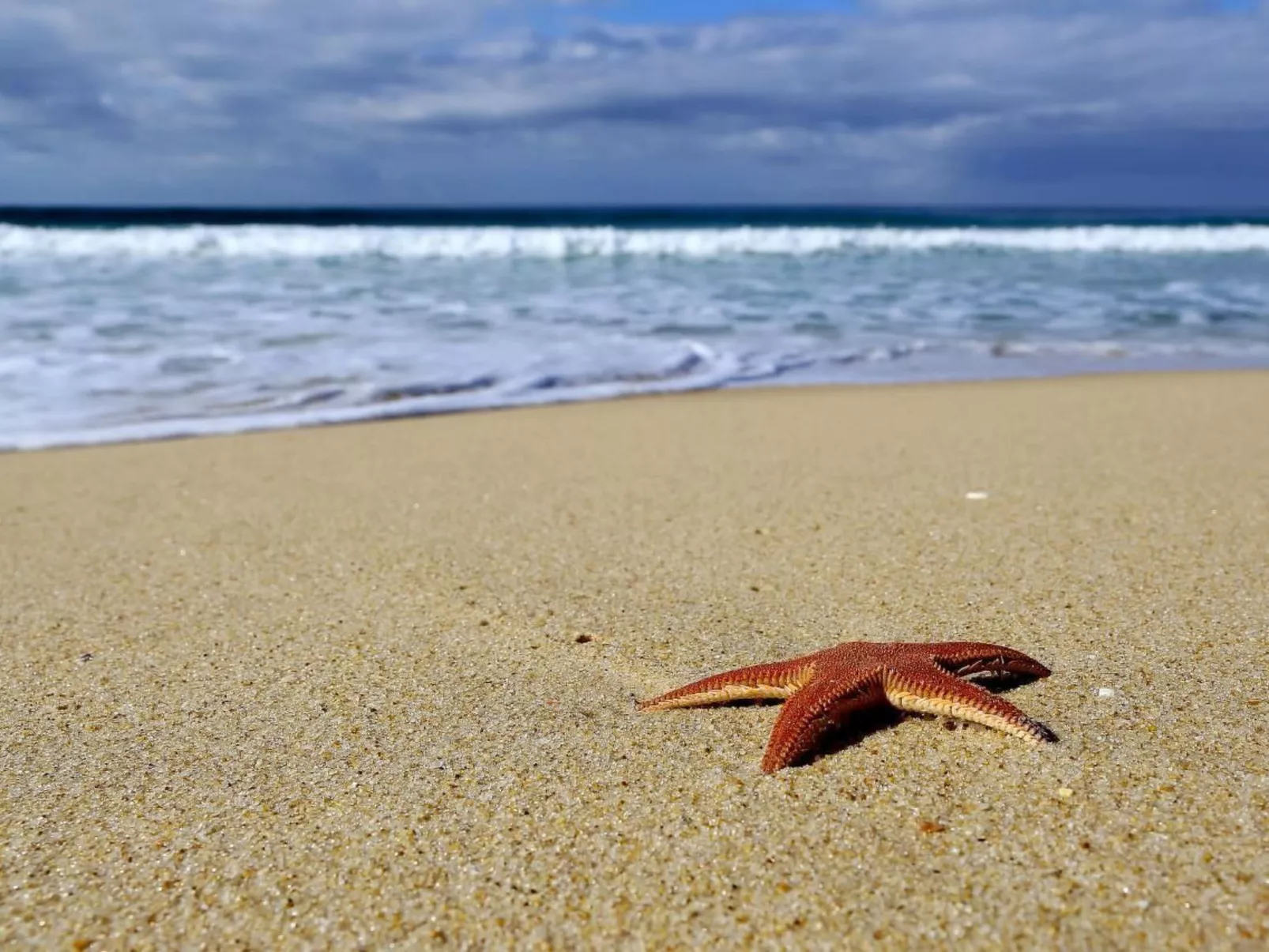Exklusive Design-Villa in den Dünen, Pool auf dem Dach-Dehors