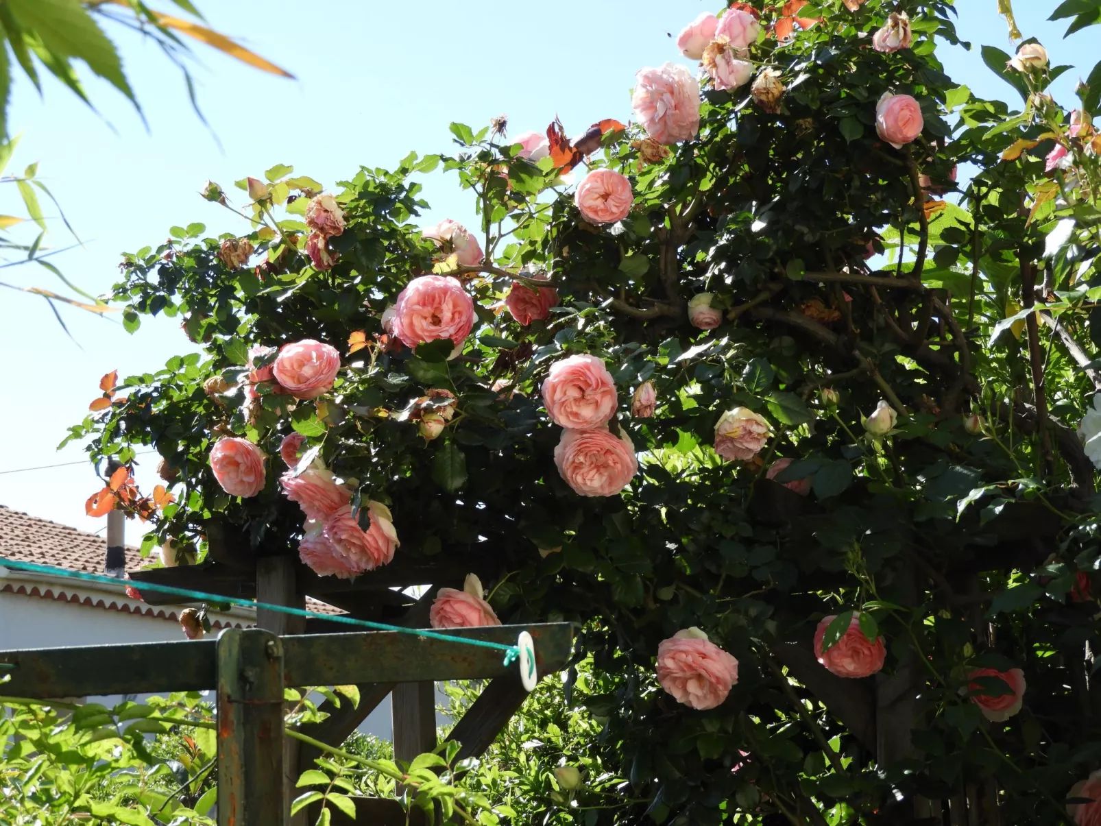 Wohnung "Les roses" auf einem eingemauerten Grundstück-Outside