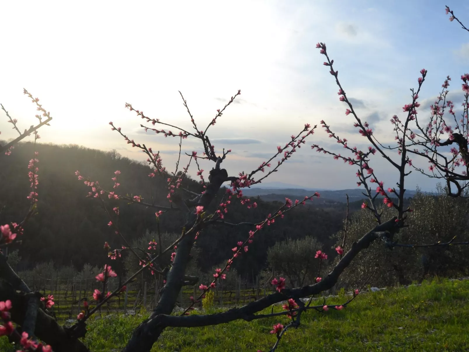 Anwesen "MonnaLisa" mit Schwimmbad-Outside