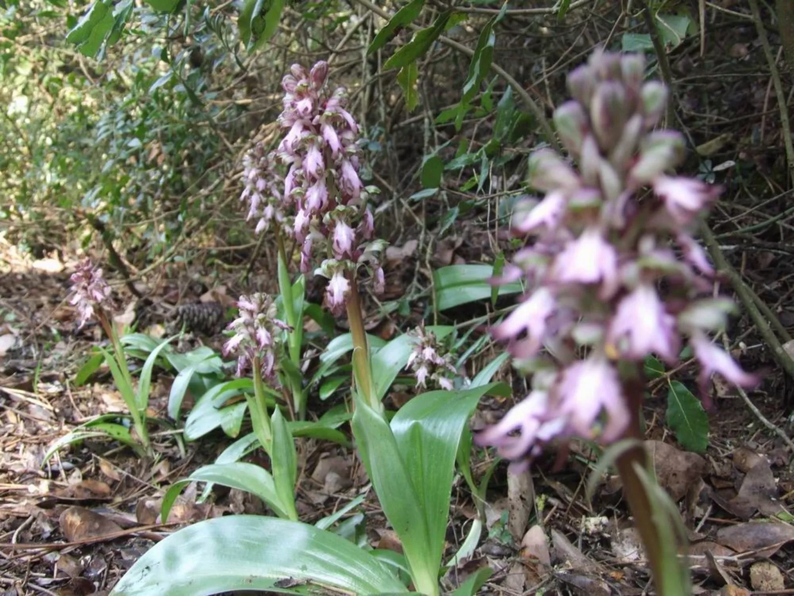 'Azalea' mit Terrasse-Image-tags.info