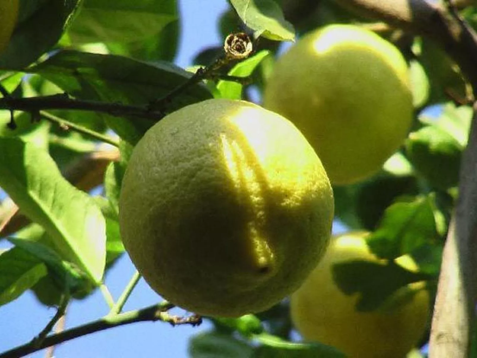 Rosa' Wohnung mit privatem Garten-Draußen