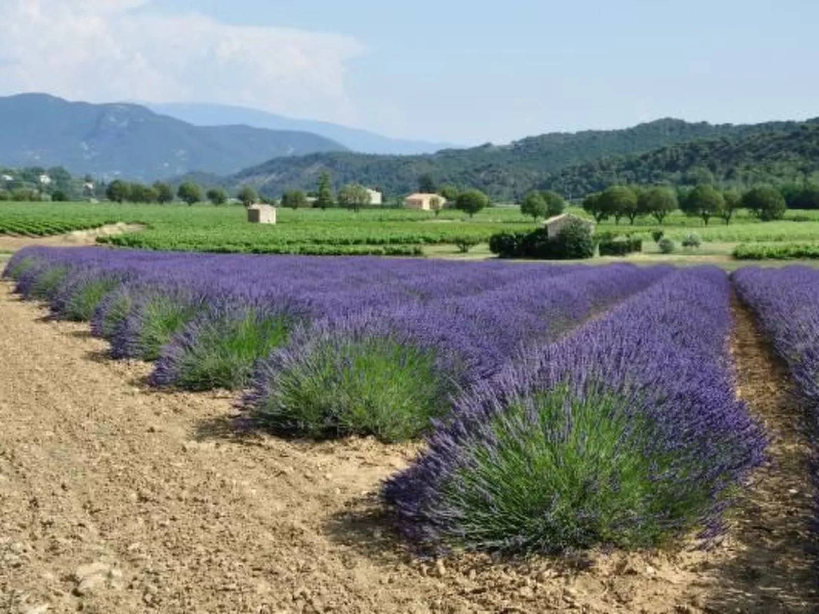 FERIENHAUS, FERIENHAUS "MAISON DE LAVANDE" (LAVENDELHAUS)-Dehors