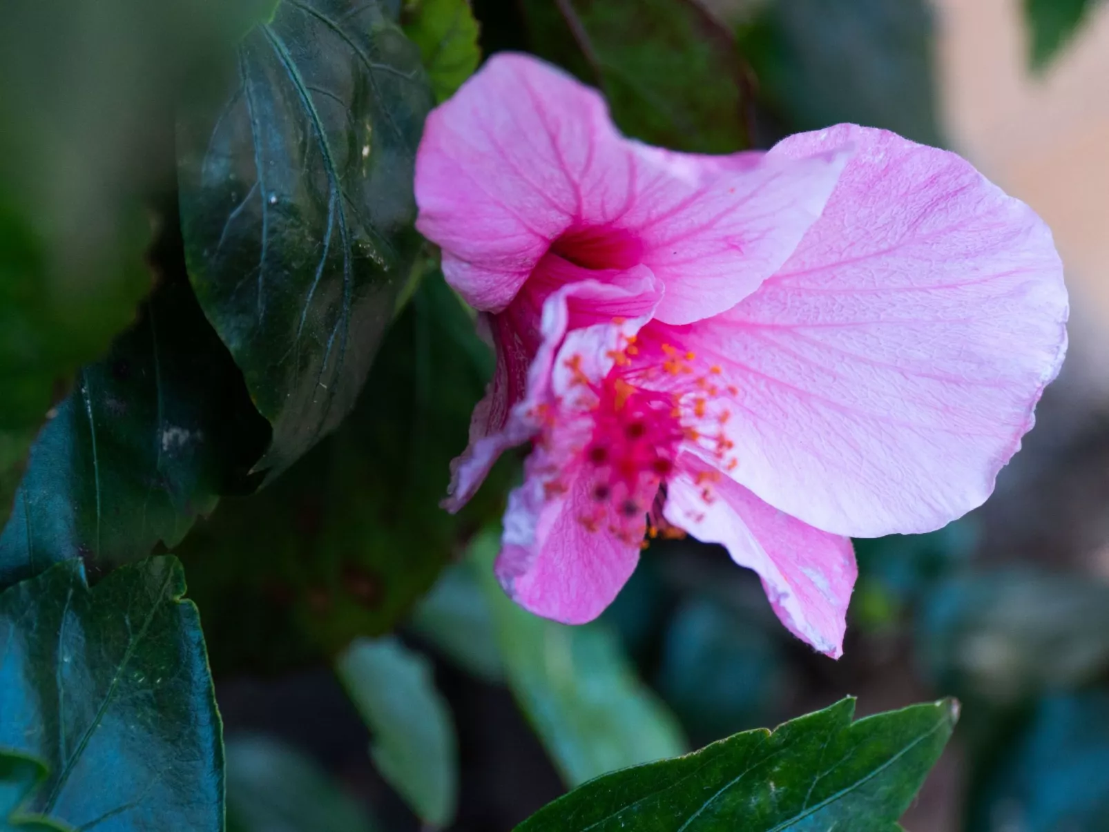 Typisch kanarische Finca Elena mit eigenem Pool-Drinnen