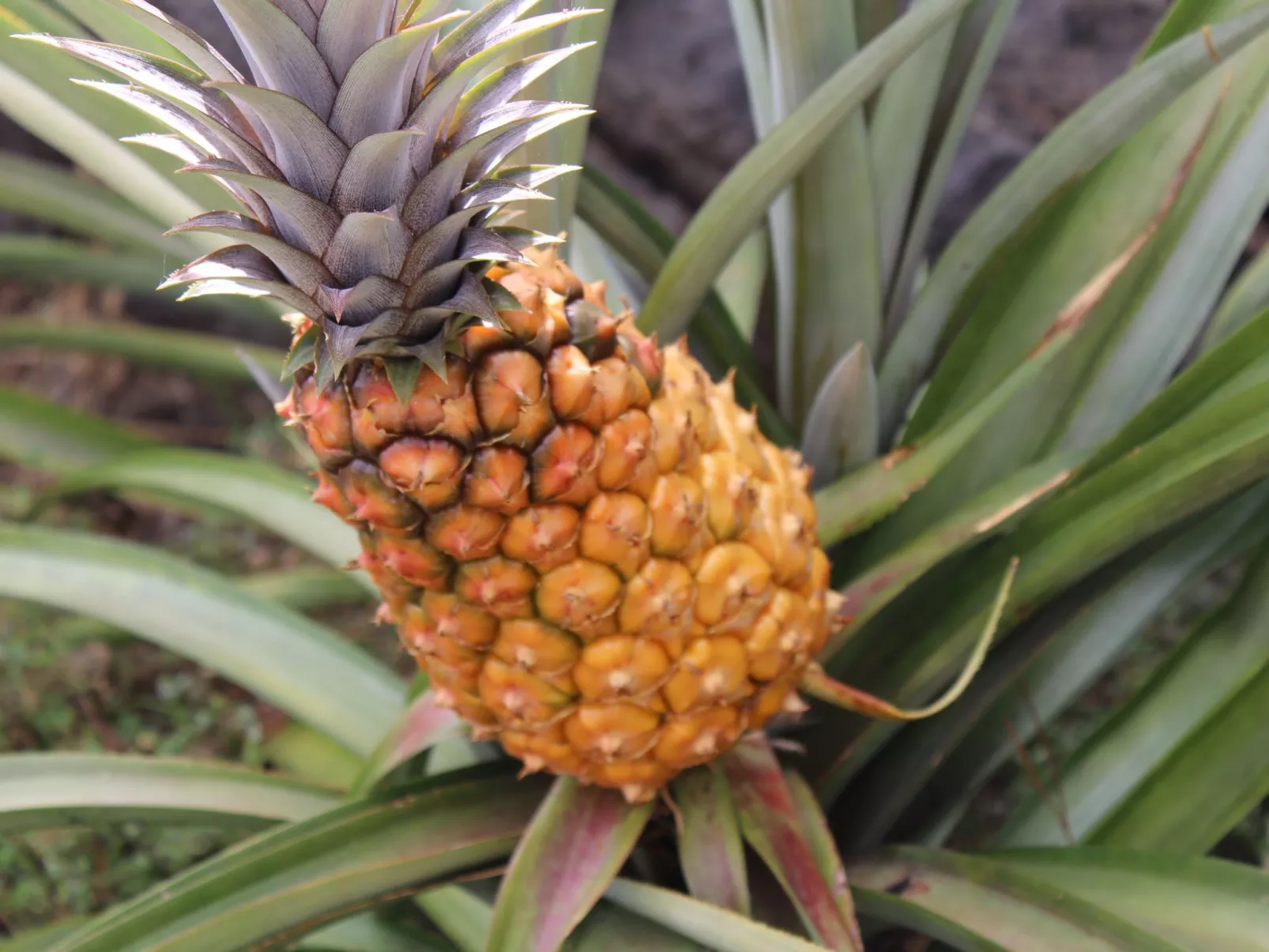 In Monte Breñas mit Grill, Terrasse und Garten-Outside