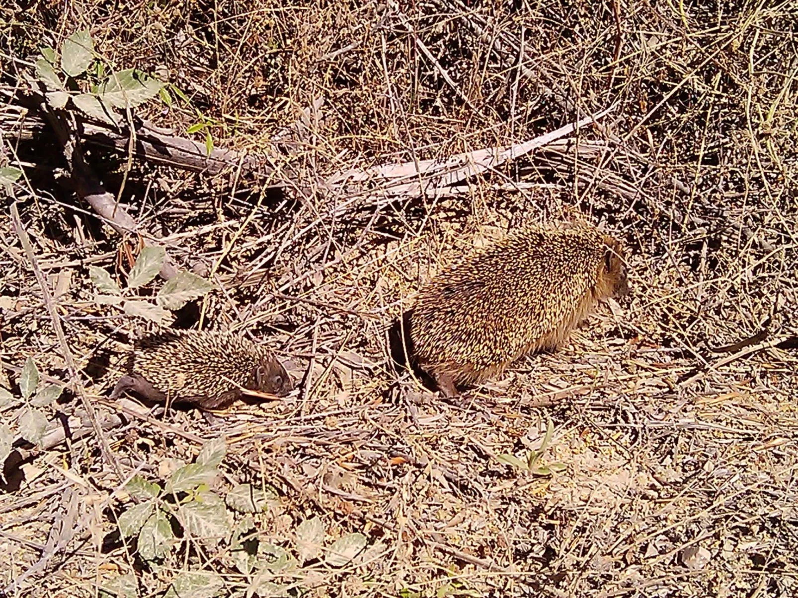 Stazzo mit Garten in Luogosanto-Inside