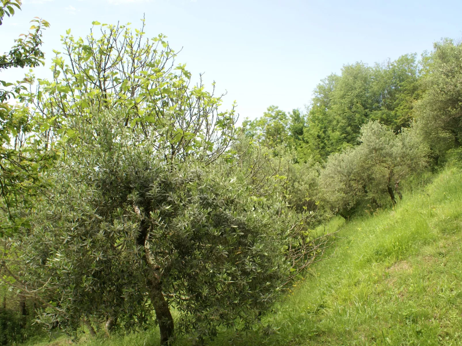 Toskanische Tradition-Inside
