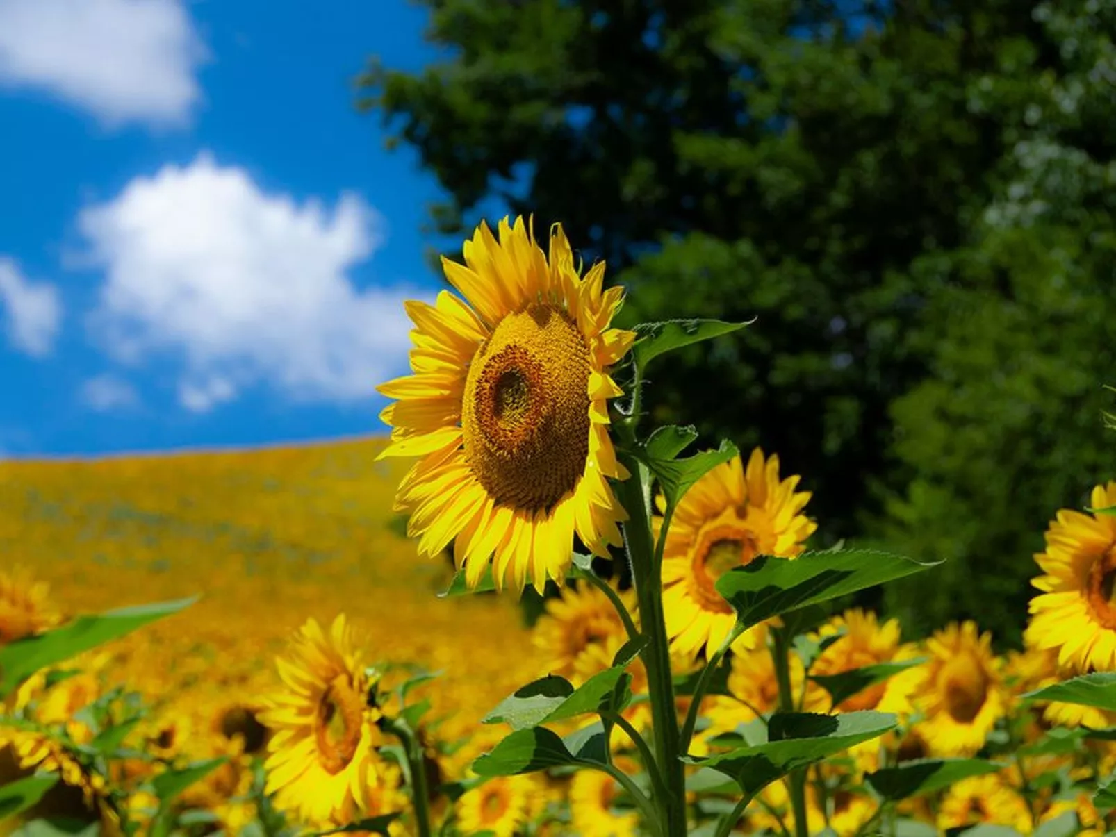 Ferienwohnung-Dehors