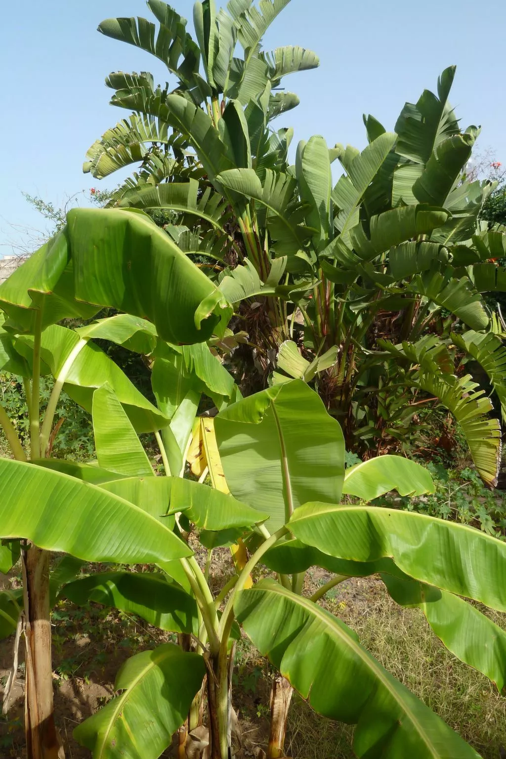 Schöner zentraler Bungalow direkt am Sandstrand auf Sizilien-Dedans