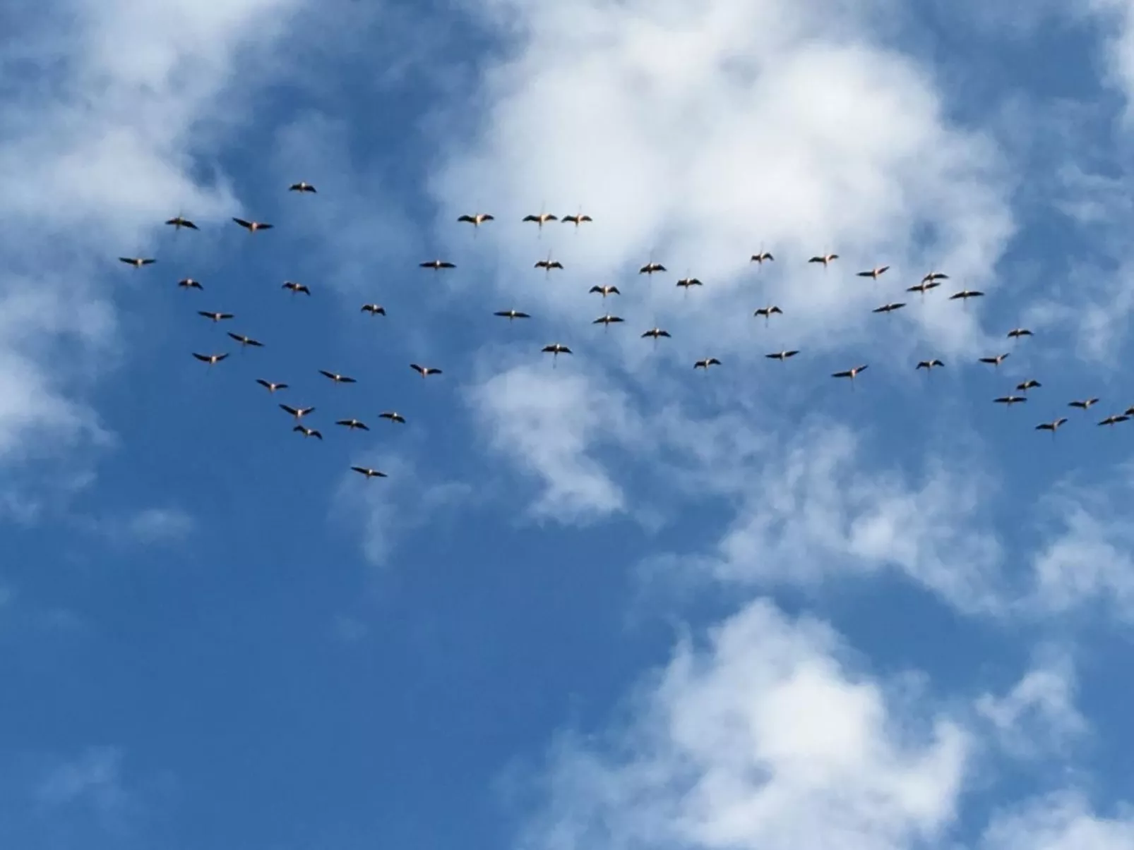 Michelangelo Suite Resort Dorado-Image-tags.info