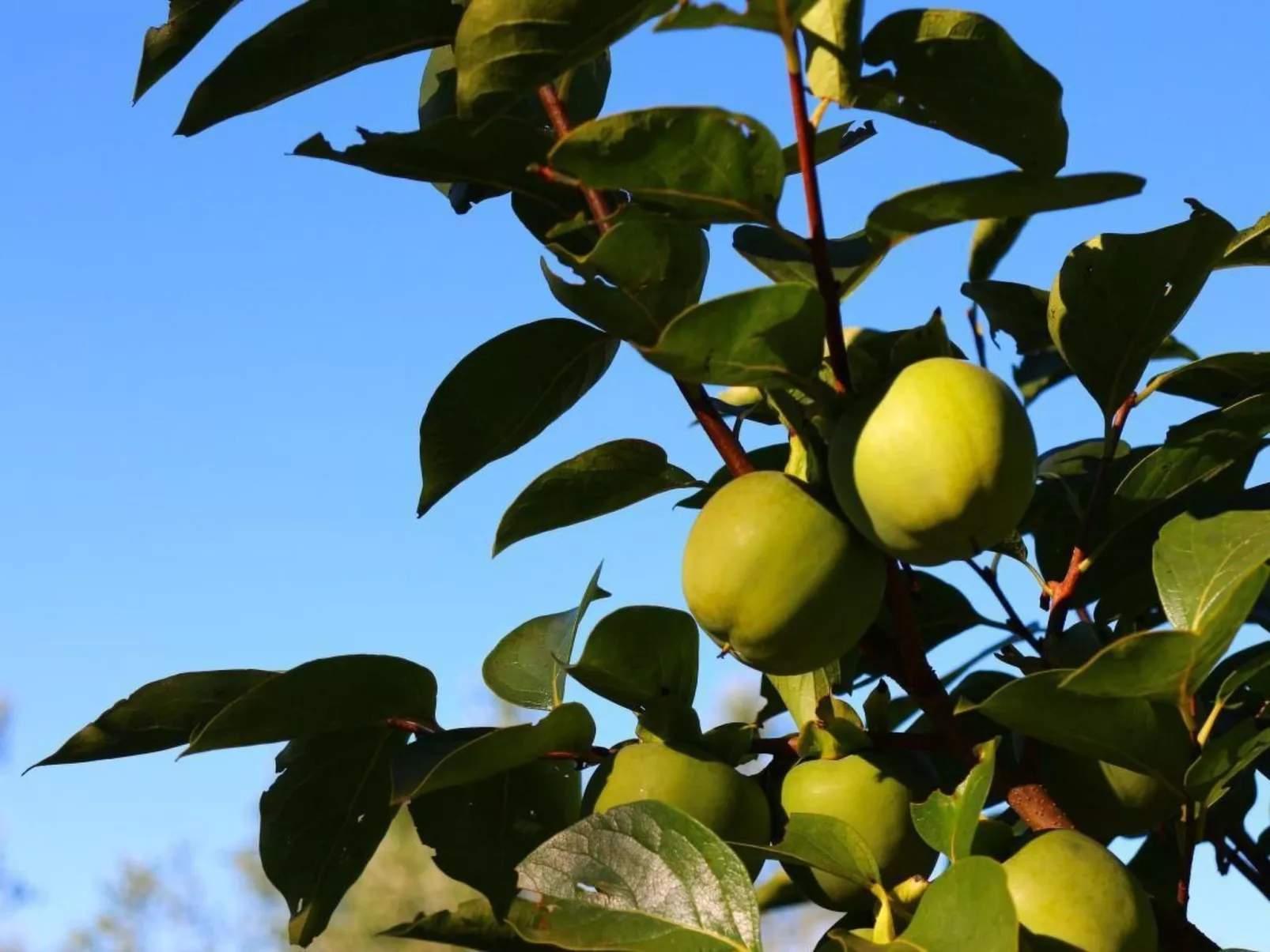In Cascina mit privatem Parkplatz-Image-tags.info