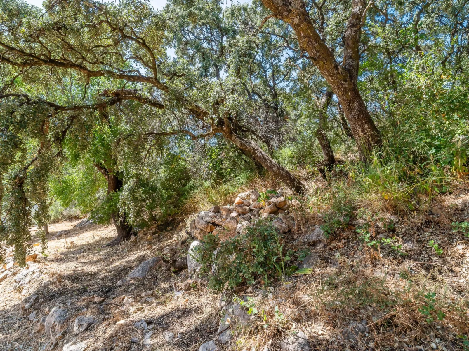 Cerro de la Cruz,charmantes Bauernhaus mit bester Aussicht,im Zentrum Andalusie-Dehors