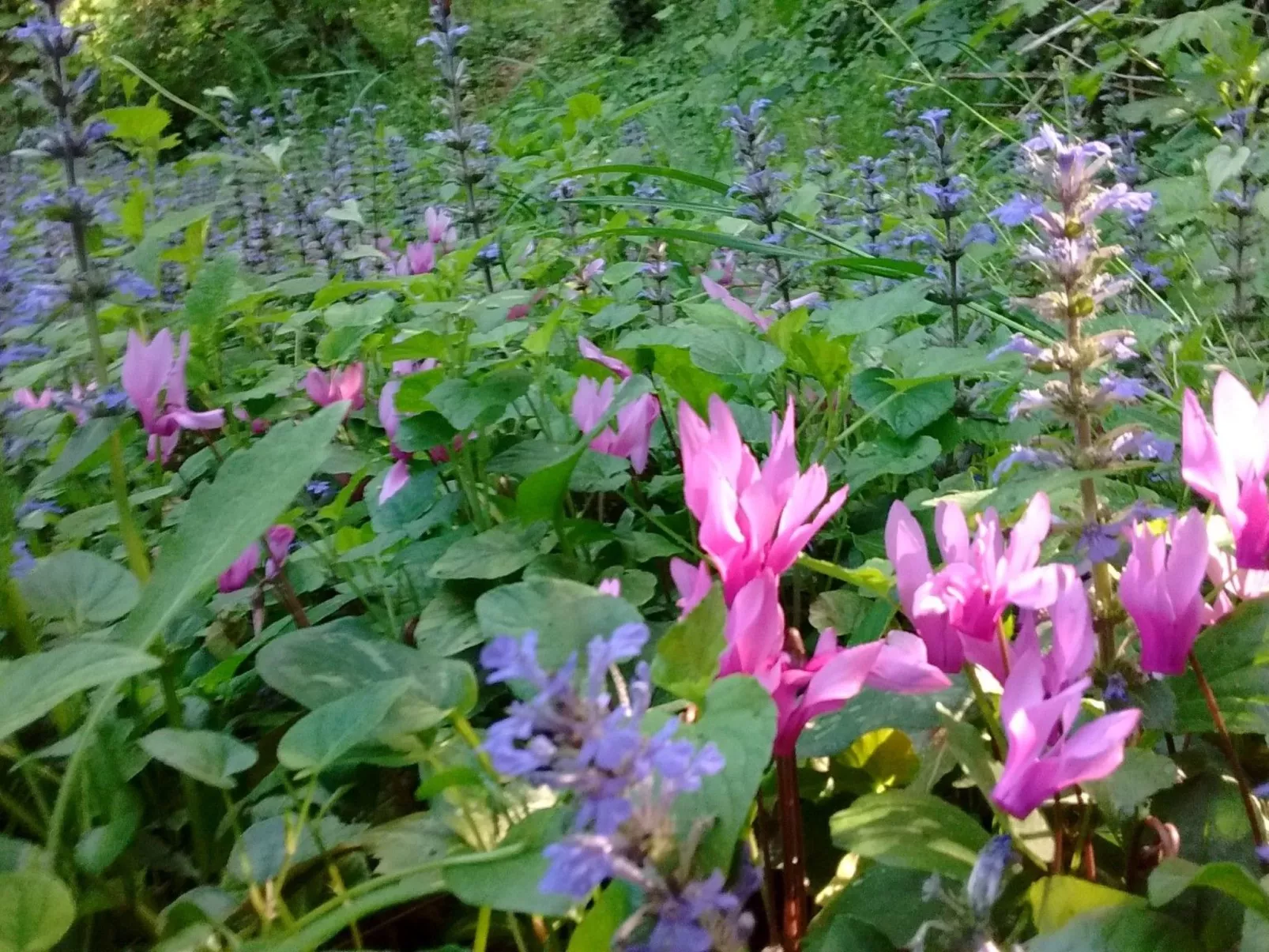 Wohnung Bosco-Dehors