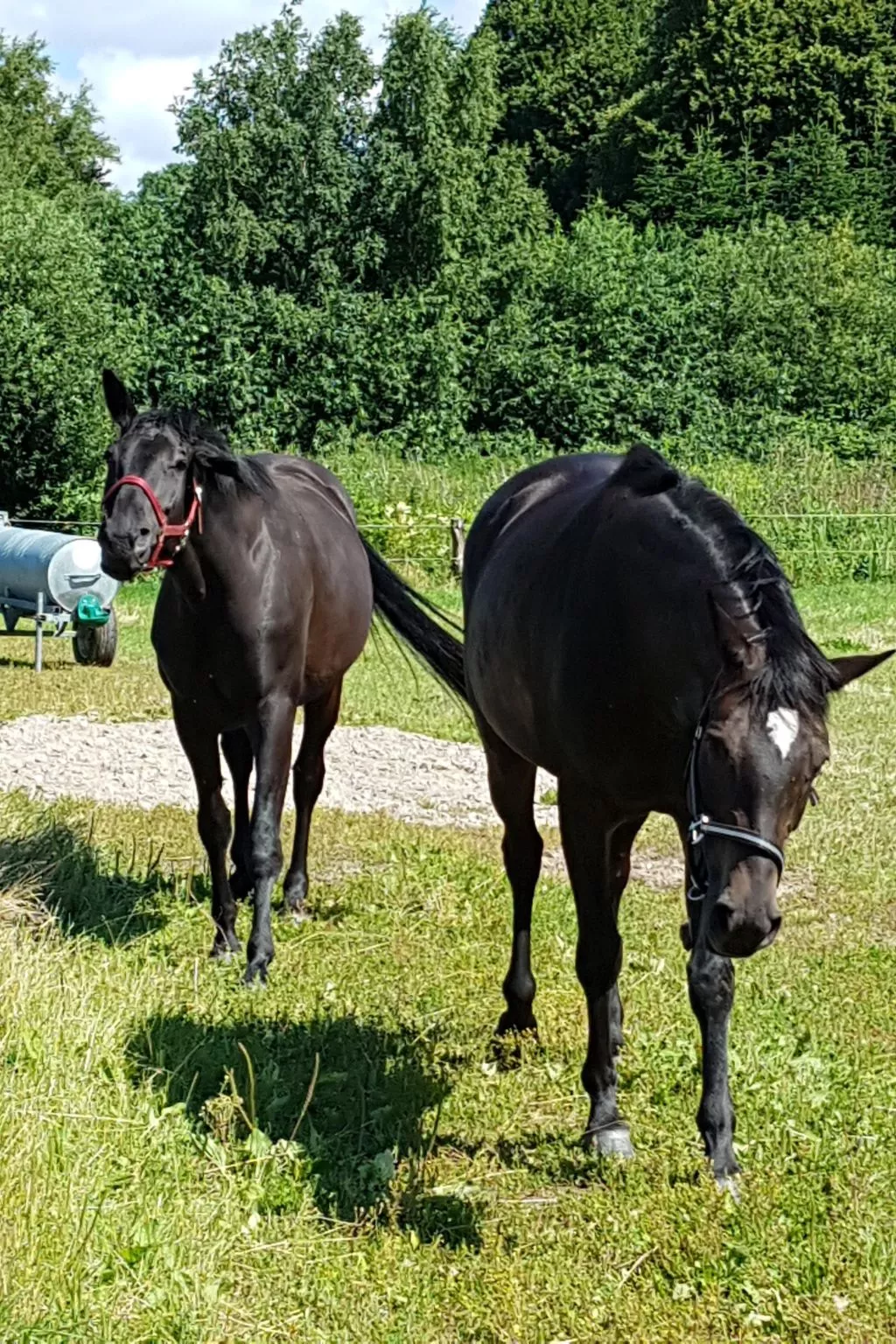 Westrich in guter Ausflugslage-Image-tags.info