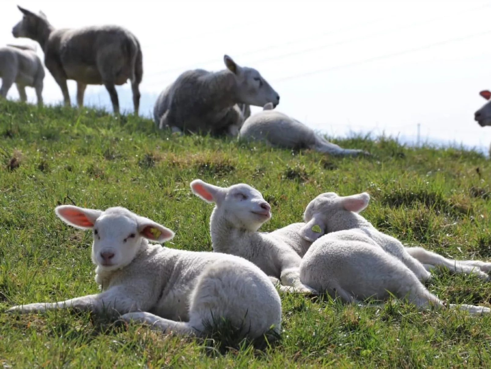 Ober-Tiefenbühl-Dehors