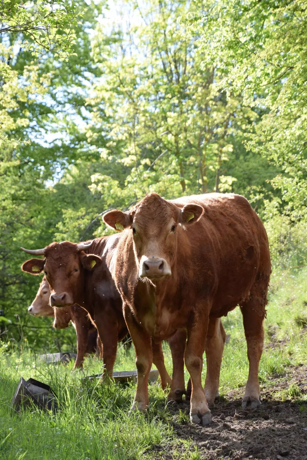 Stadt Apartement-Dedans