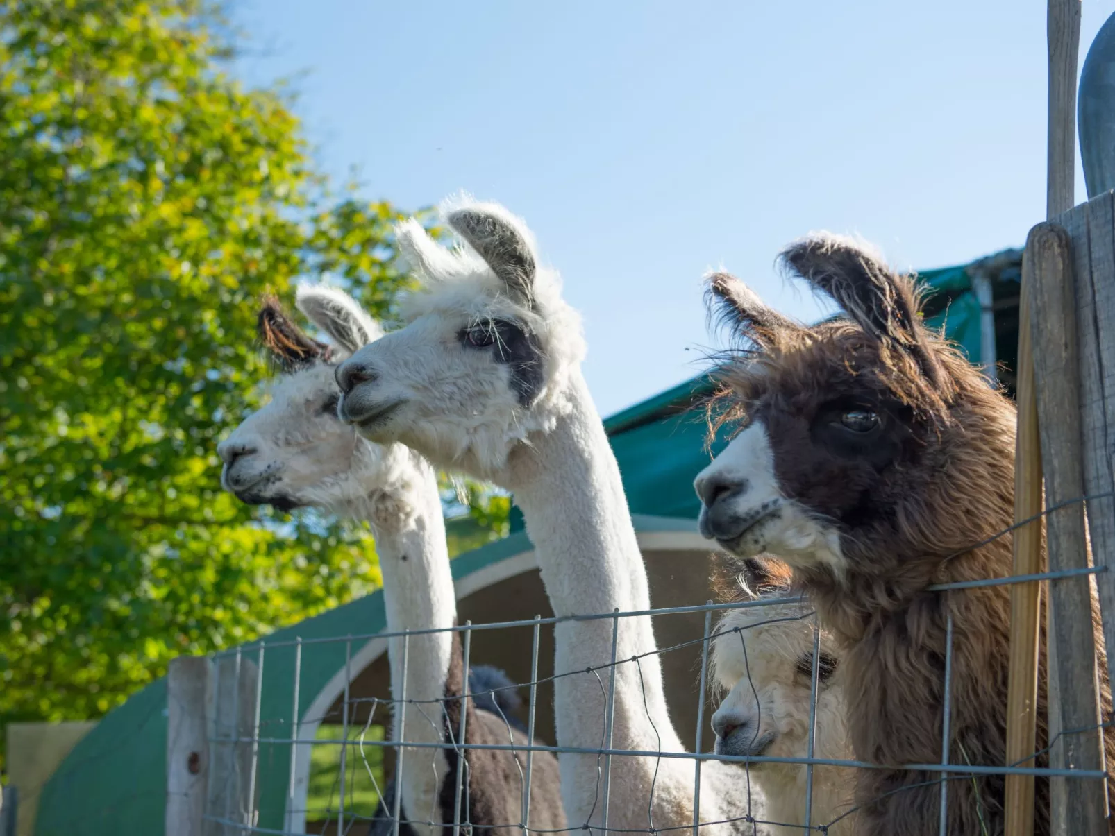 Lamahof Tschäppel-Outside