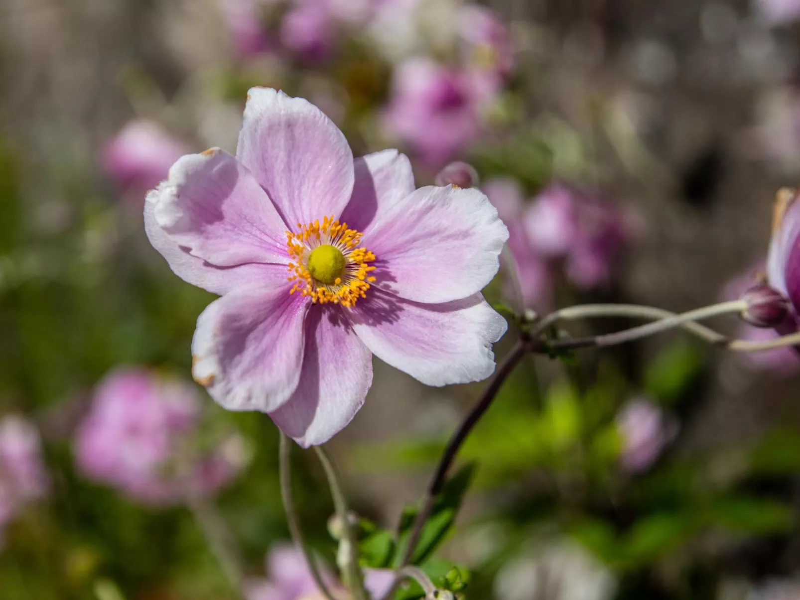 Schönes viktorianische Villa in Blairgowrie-Dedans