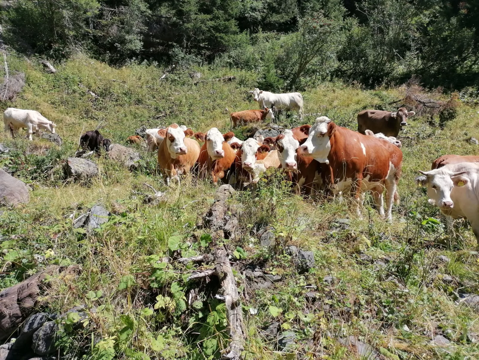 Waldpension Ranner-Draußen