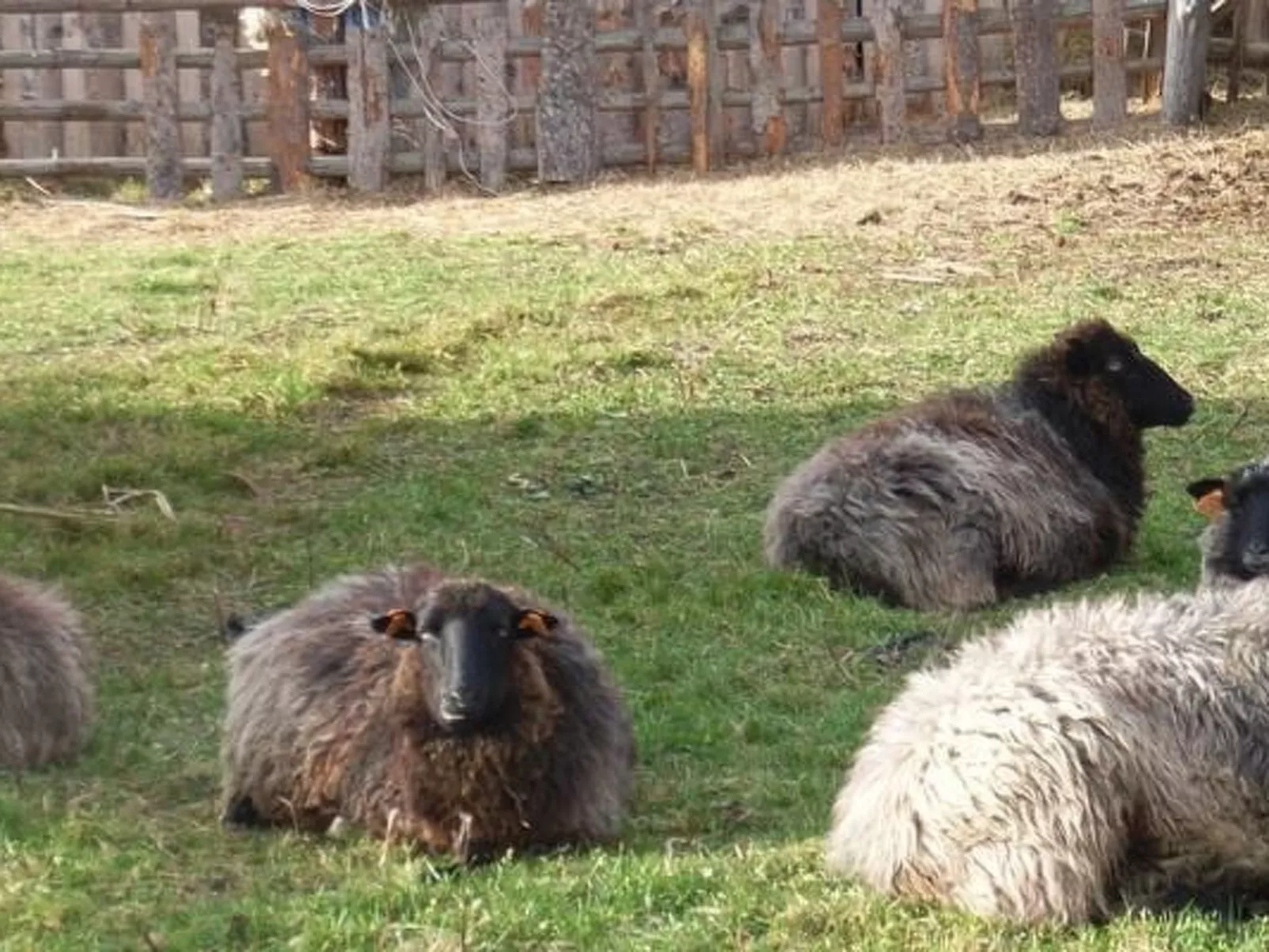 Blockhaus in Gajówka mit Kaminofen-Dehors
