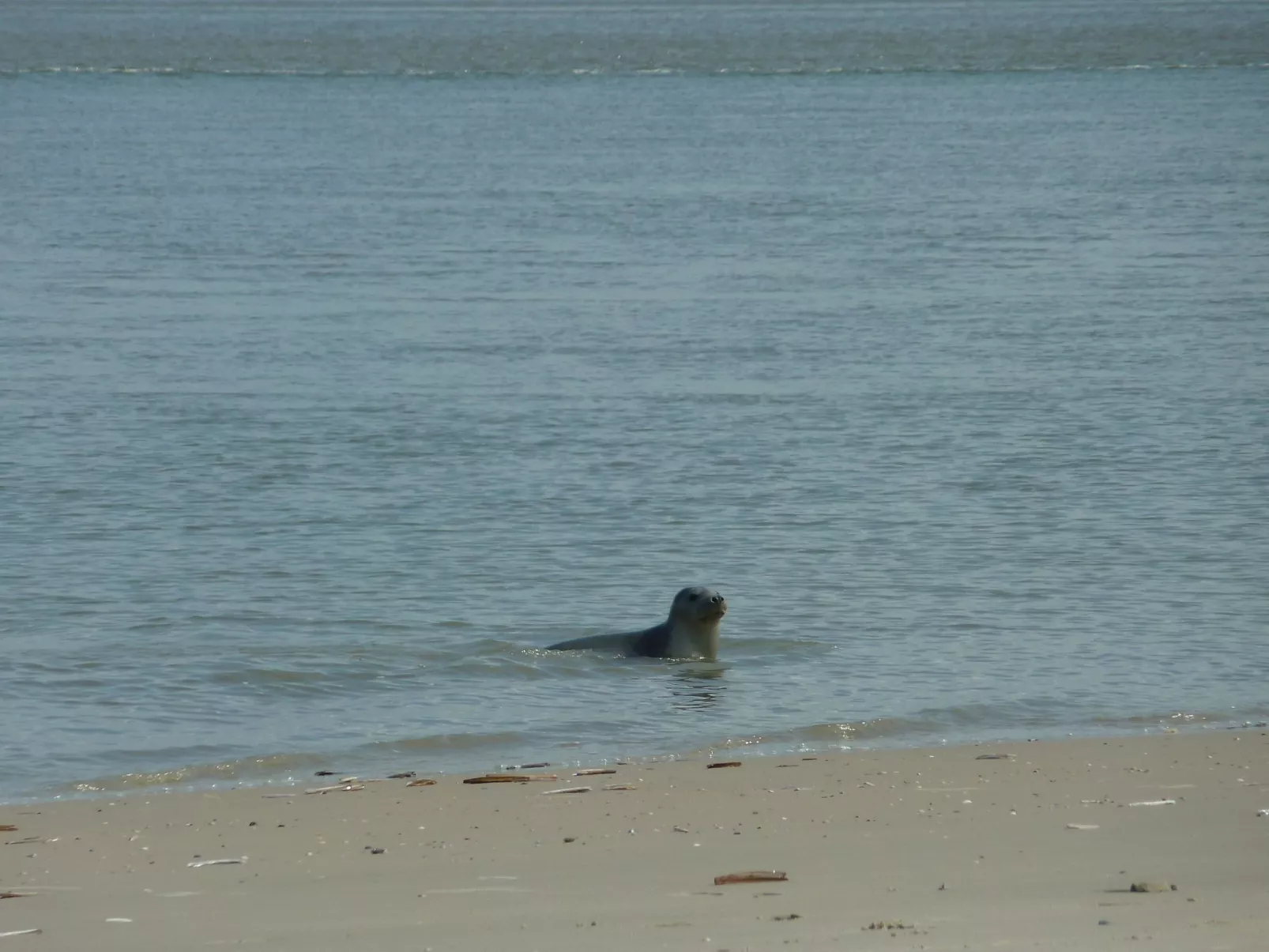 Johanni-Image-tags.info