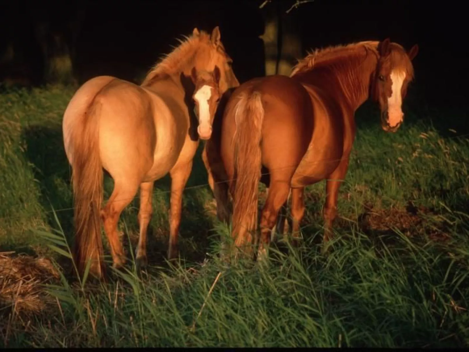 Fewo "Bootsscheune"-Image-tags.info