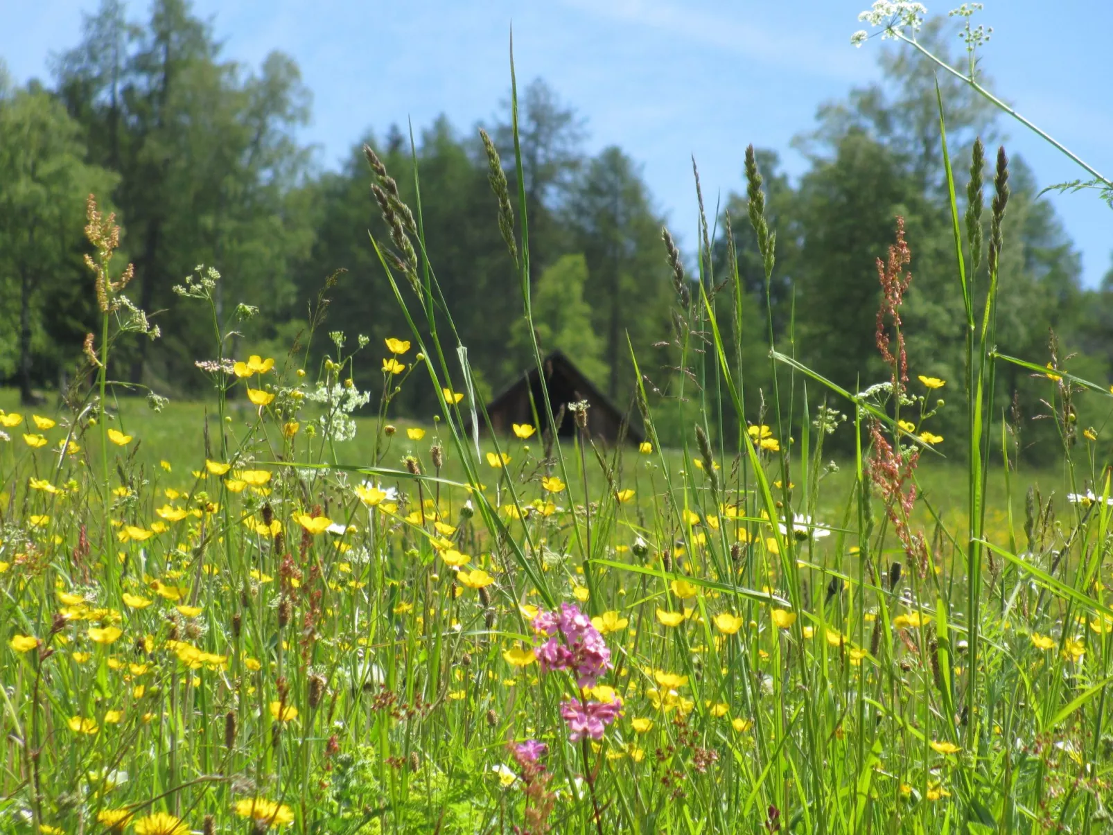 Chalet Gove für Unterkunft mit Halbpension unter der Leitung des Eigentümers-Image-tags.info