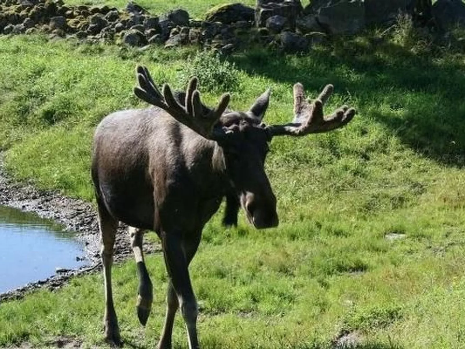 Möckeln ausserhalb Älmhult-Inside